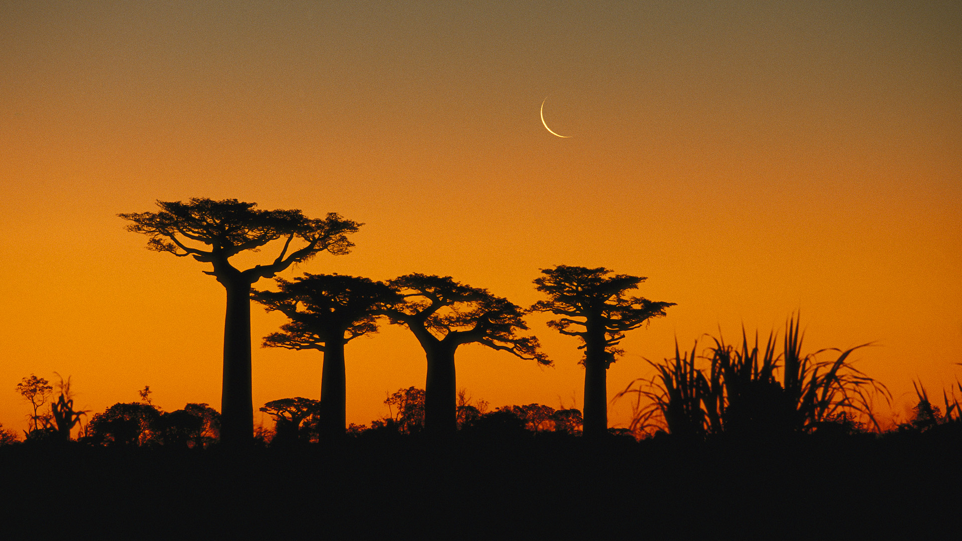 baobab tree, earth, trees
