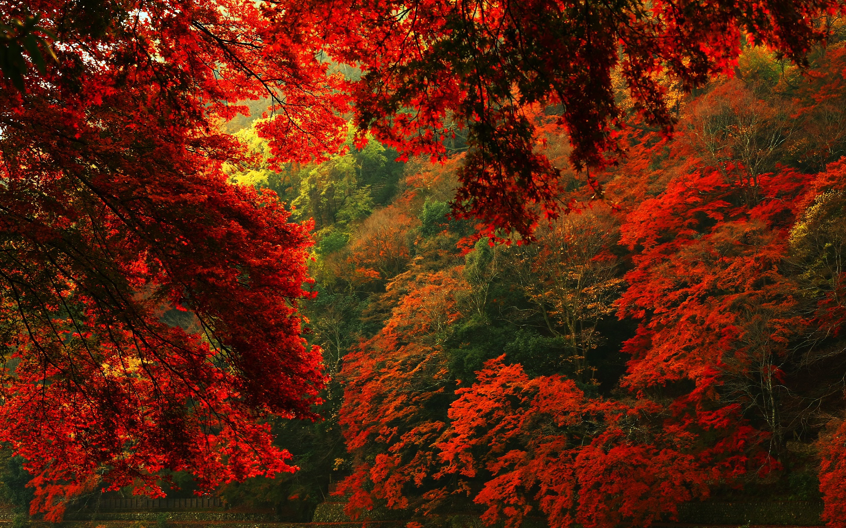 Free download wallpaper Fall, Earth on your PC desktop