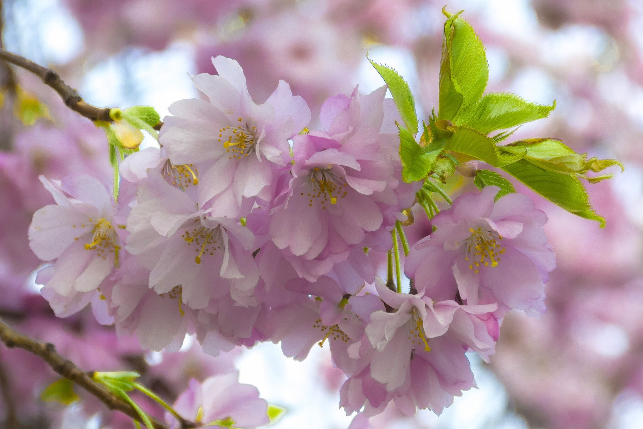 Descarga gratuita de fondo de pantalla para móvil de Sakura, Flor, Florecer, Rama, Primavera, Tierra/naturaleza, Macrofotografía.