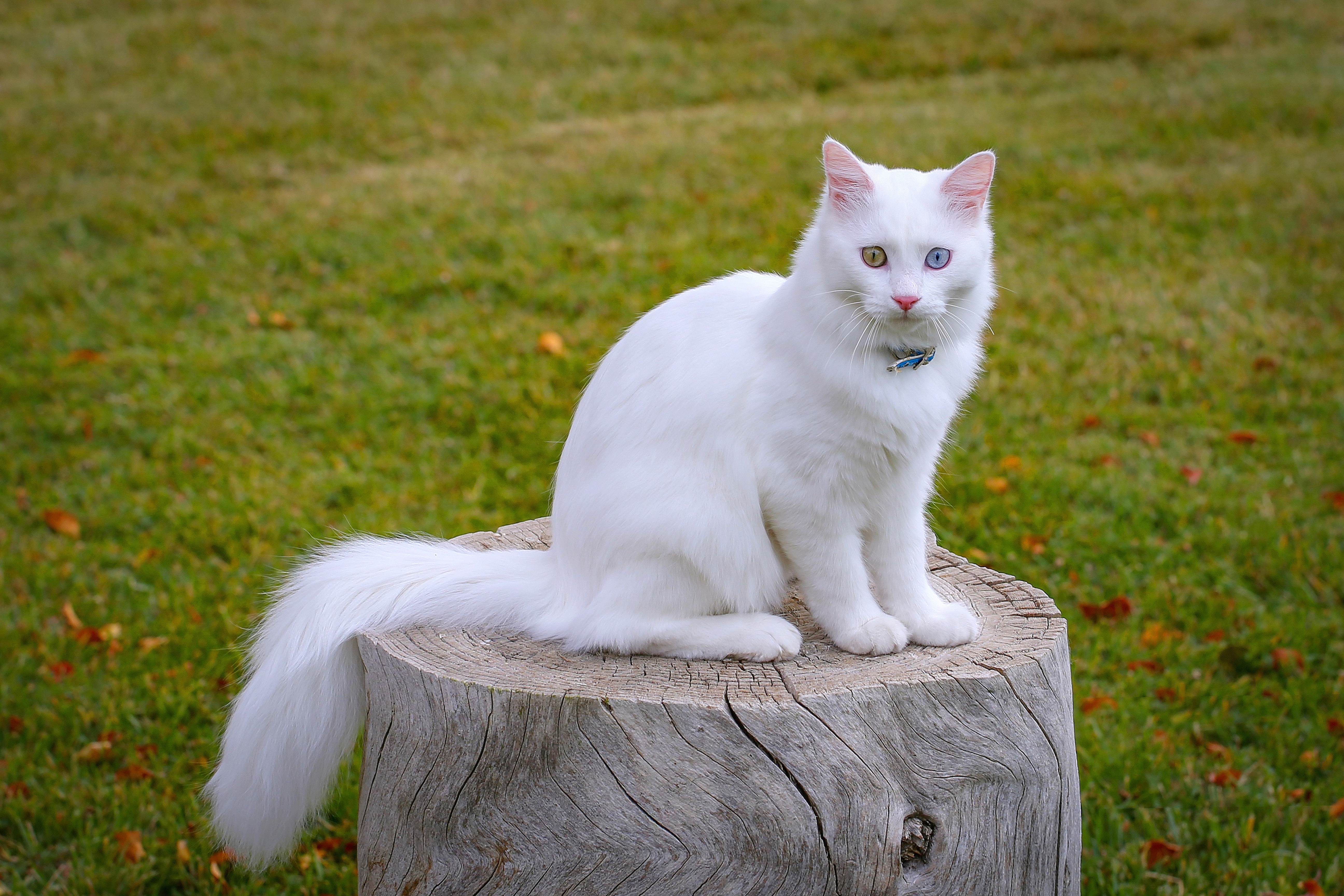 Handy-Wallpaper Tiere, Katzen, Katze kostenlos herunterladen.