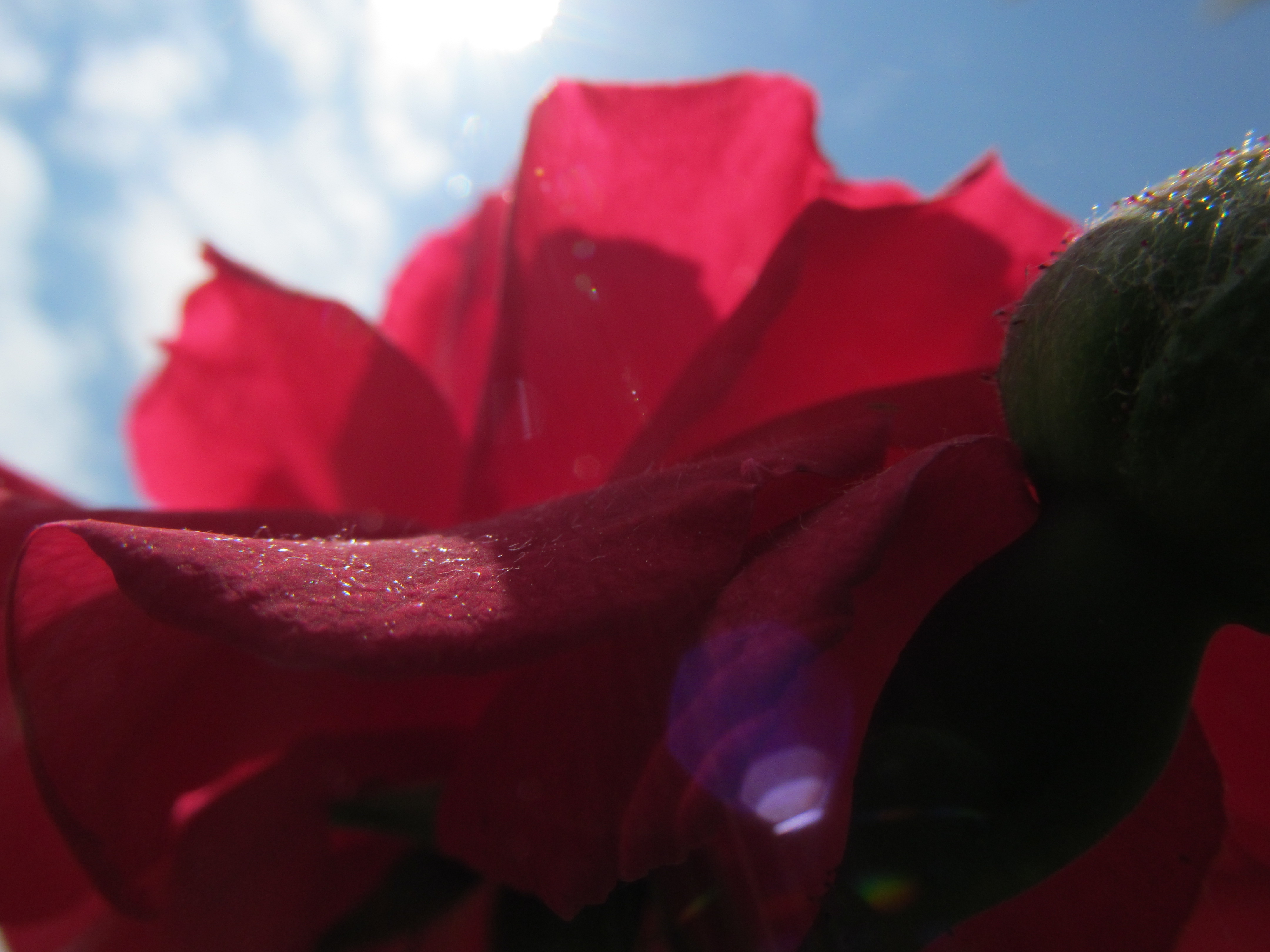 Baixe gratuitamente a imagem Flores, Rosa, Terra/natureza na área de trabalho do seu PC