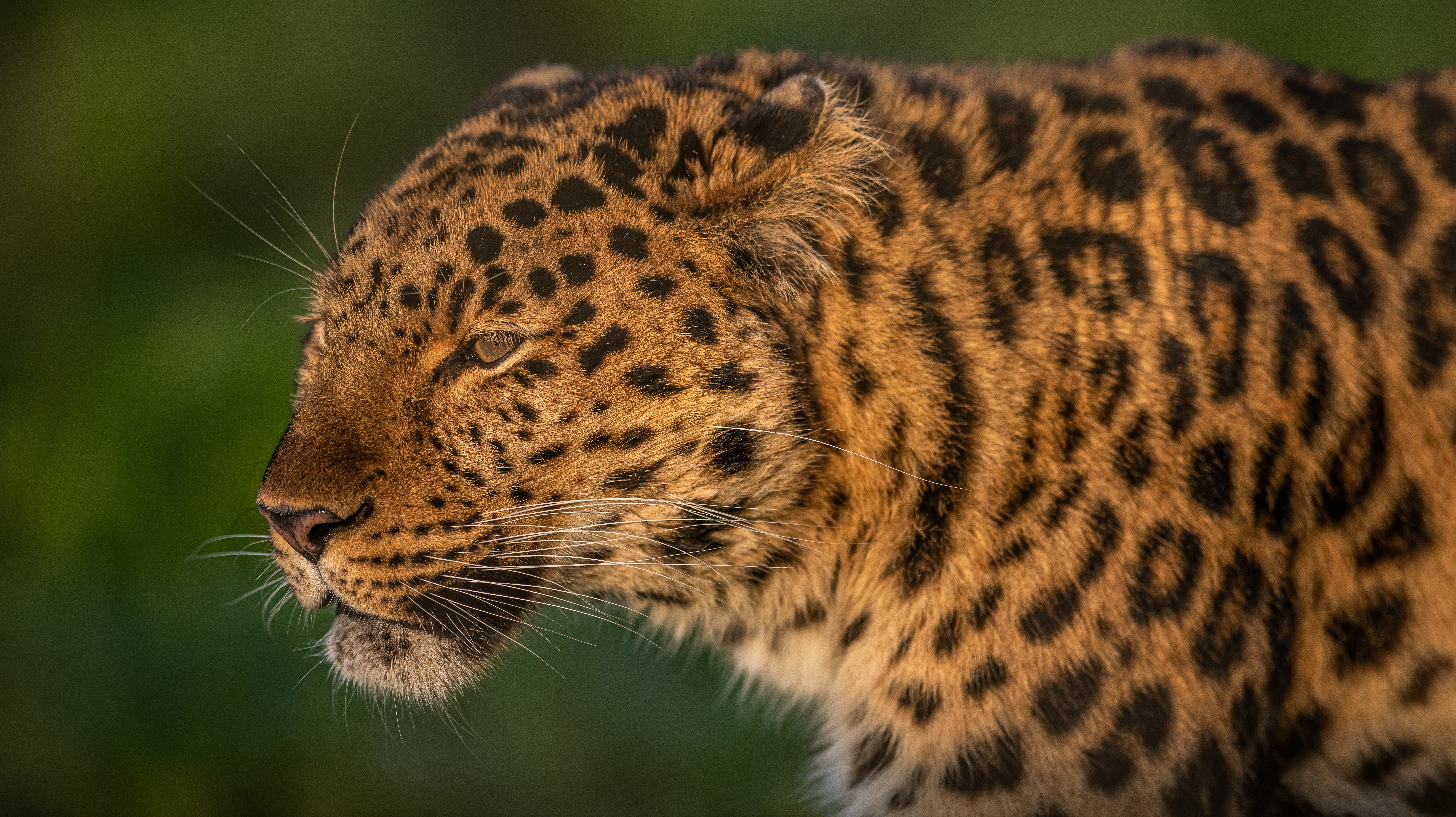 Baixe gratuitamente a imagem Animais, Gatos, Leopardo na área de trabalho do seu PC