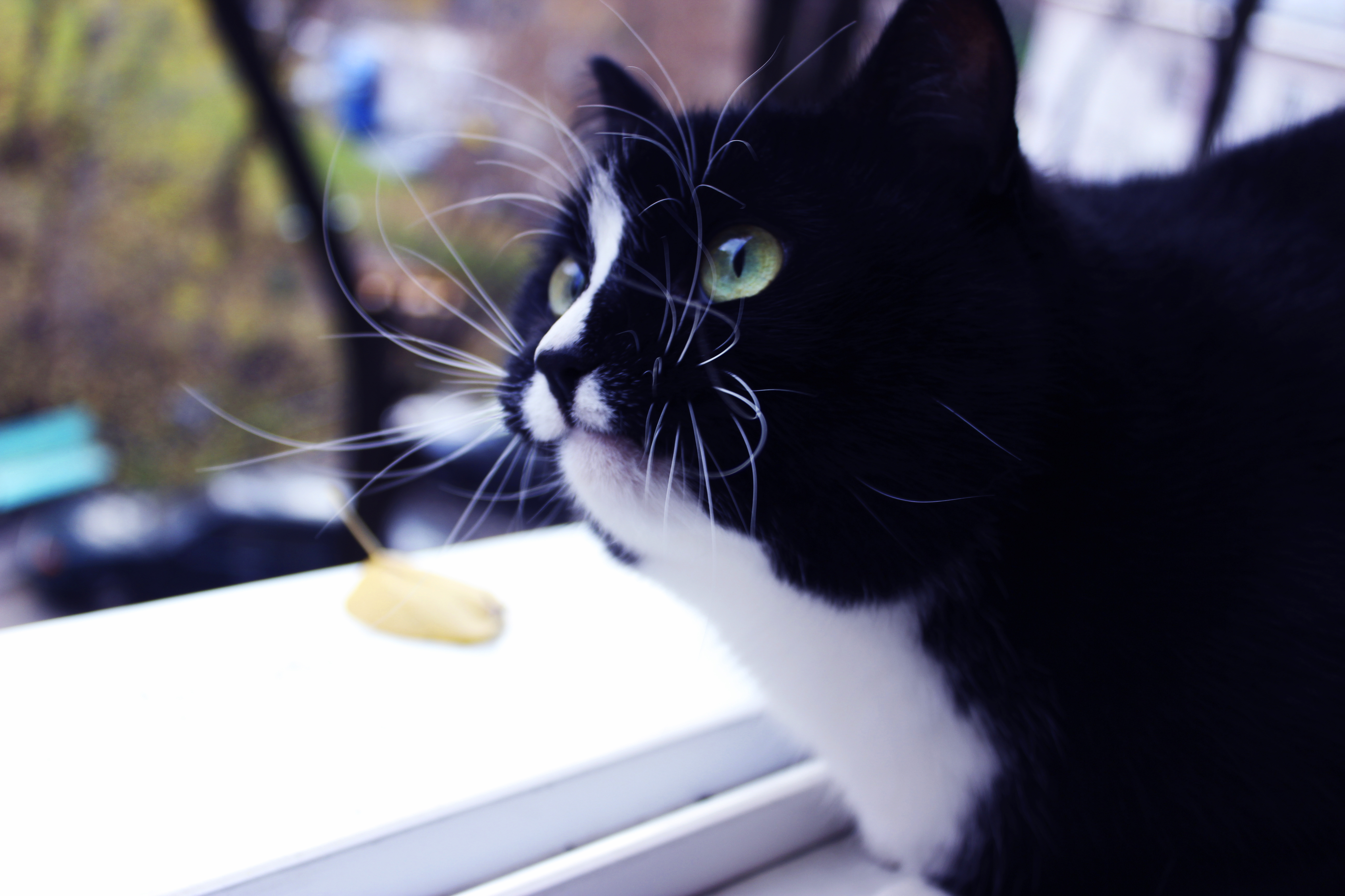 Baixe gratuitamente a imagem Animais, Gatos, Gato na área de trabalho do seu PC