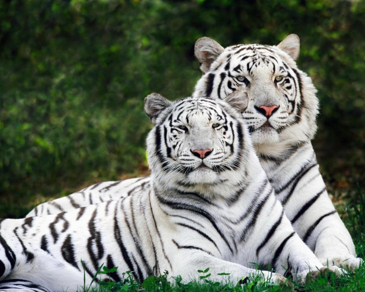 tigers, animals HD wallpaper