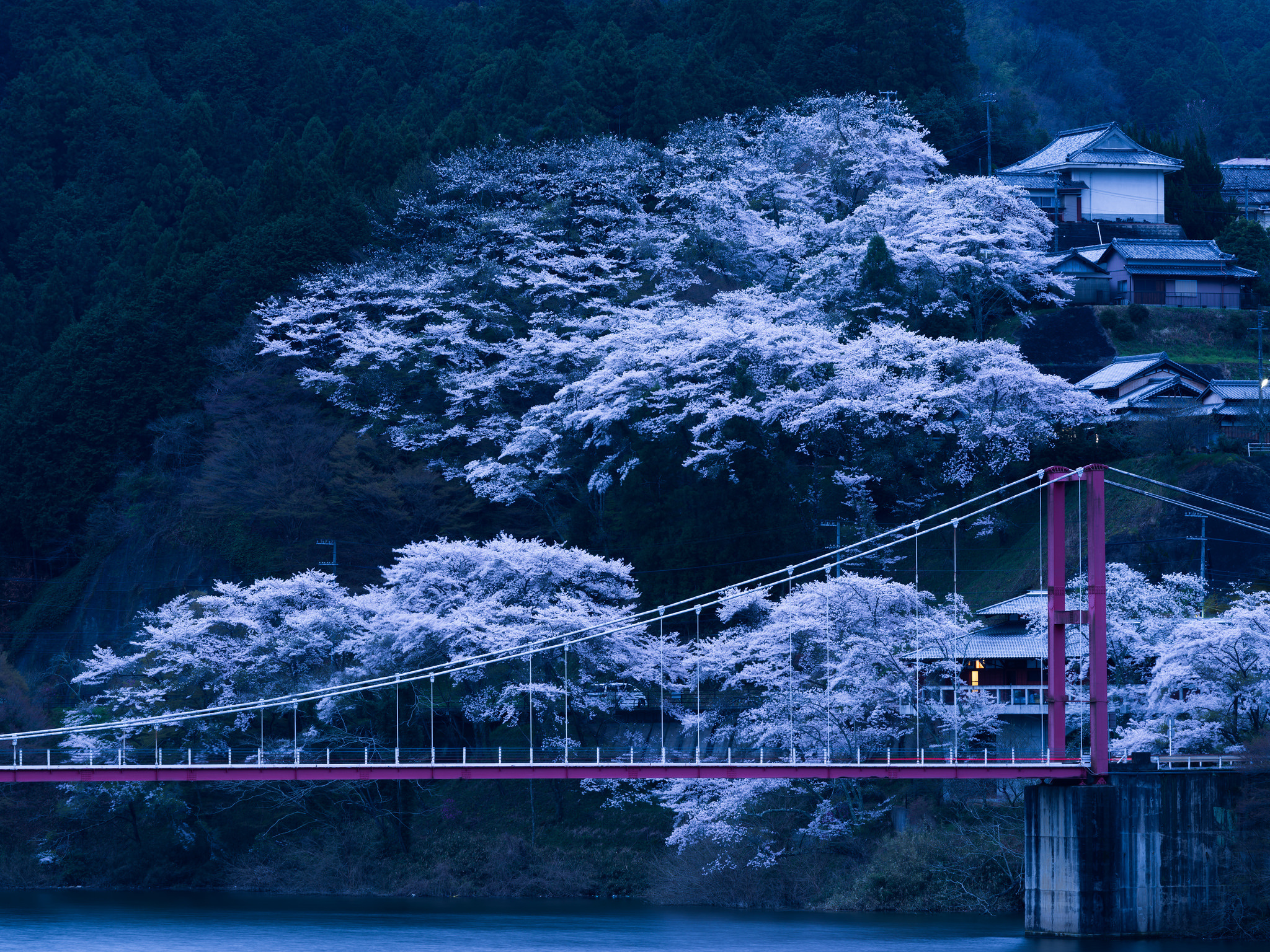 japan, night, nature, sakura, bridge