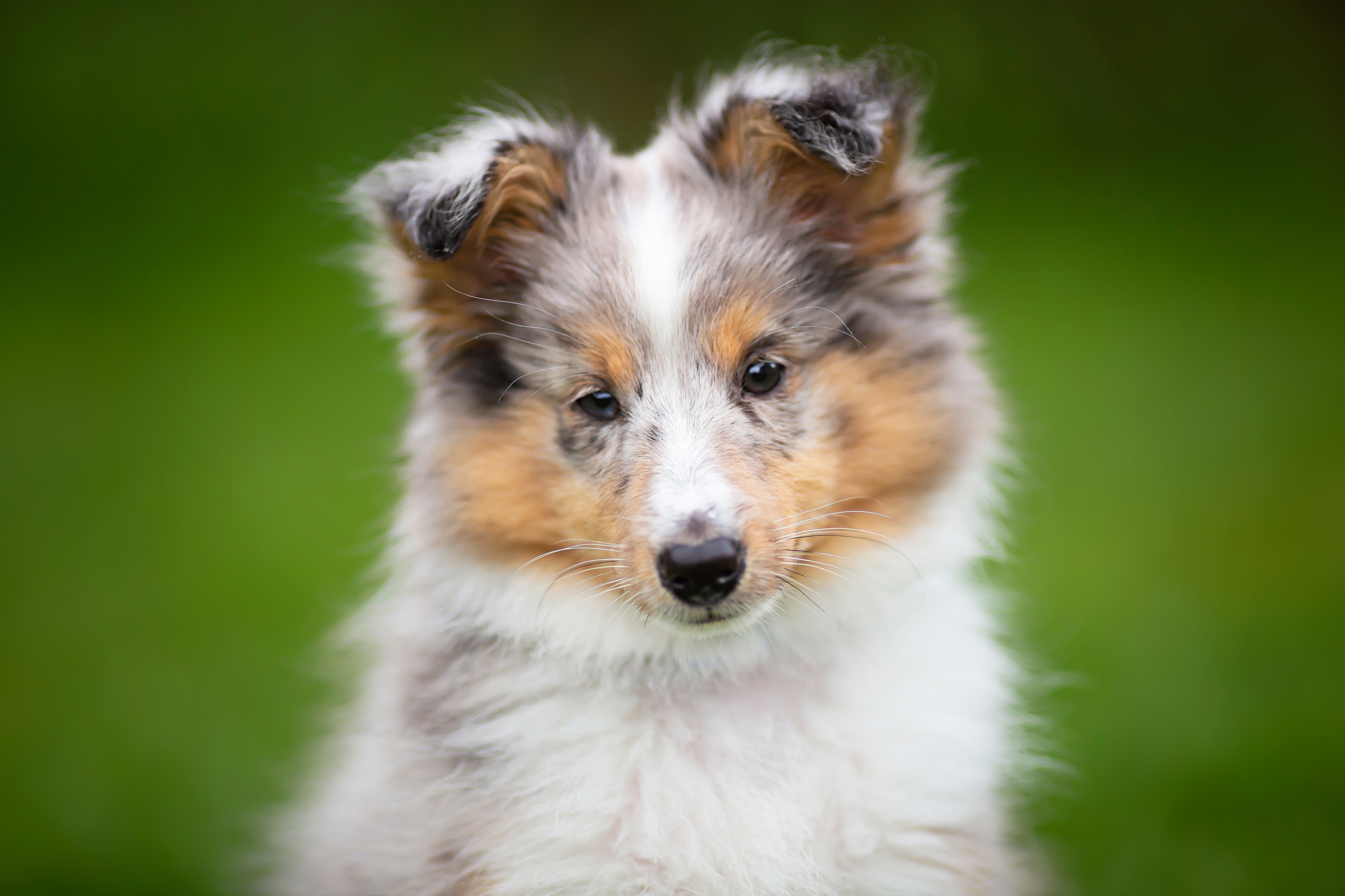Download mobile wallpaper Dogs, Dog, Animal, Puppy, Shetland Sheepdog, Baby Animal for free.
