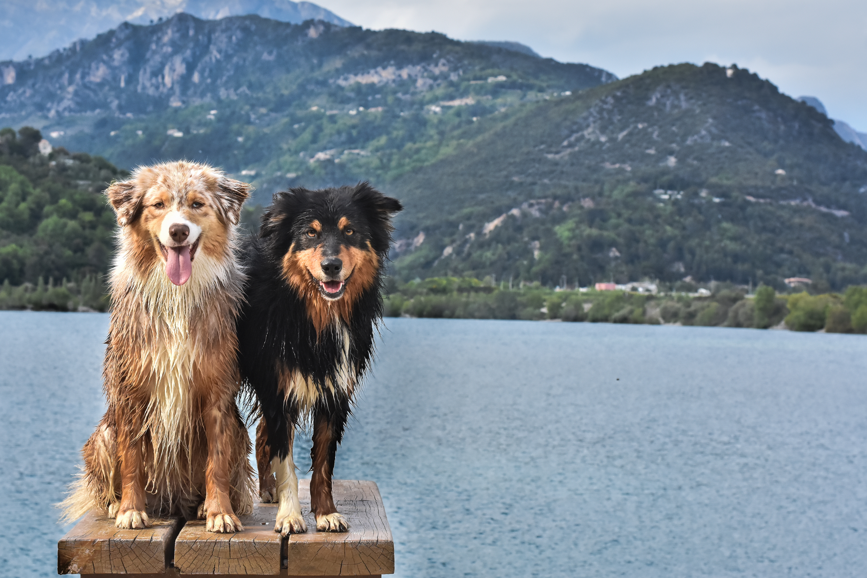 Download mobile wallpaper Dogs, Lake, Dog, Animal, Australian Shepherd, Stare for free.