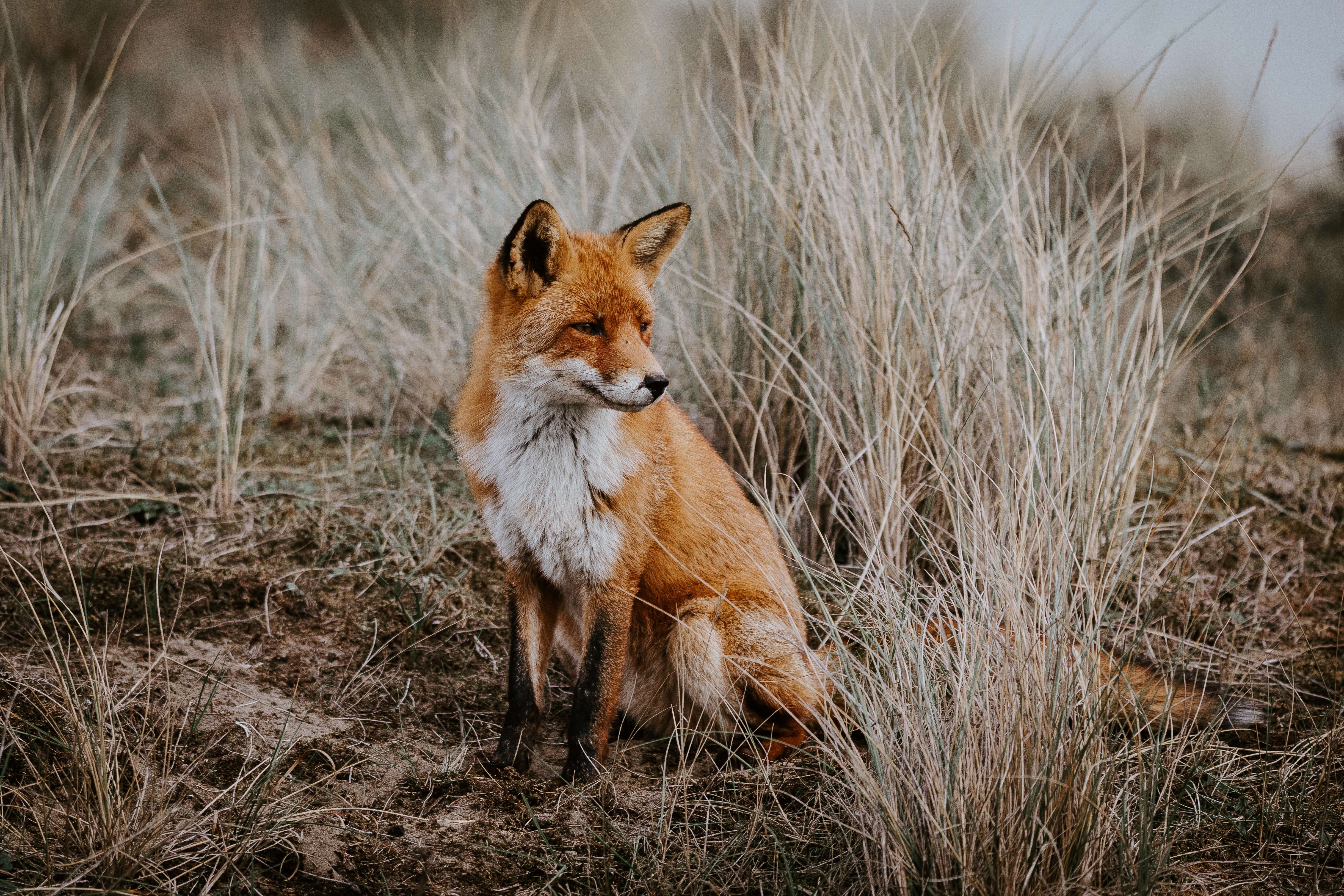 fox, wildlife, animals, grass, predator, is sitting, sits HD wallpaper
