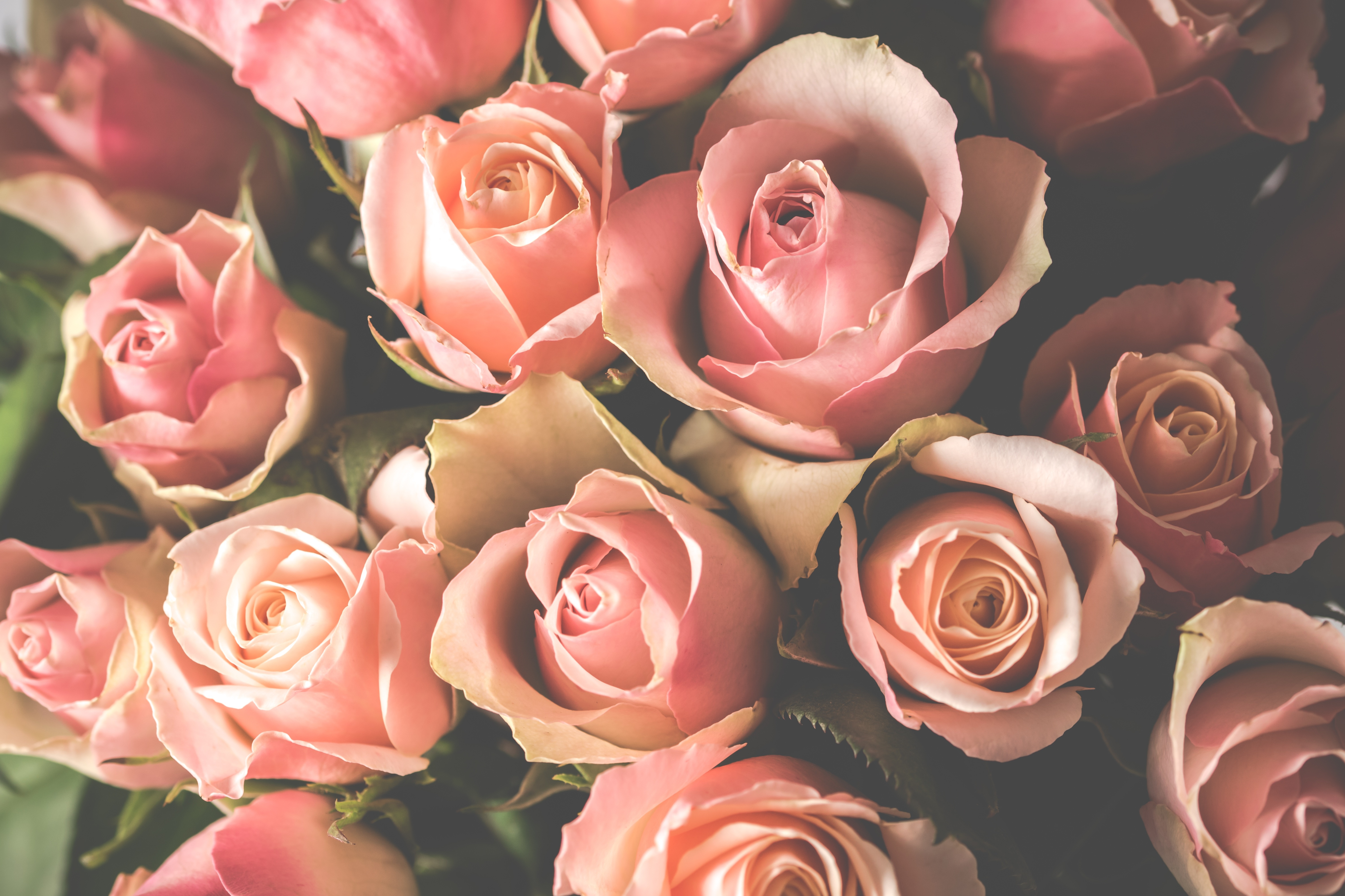 Free download wallpaper Nature, Flowers, Flower, Rose, Earth, Pink Flower on your PC desktop