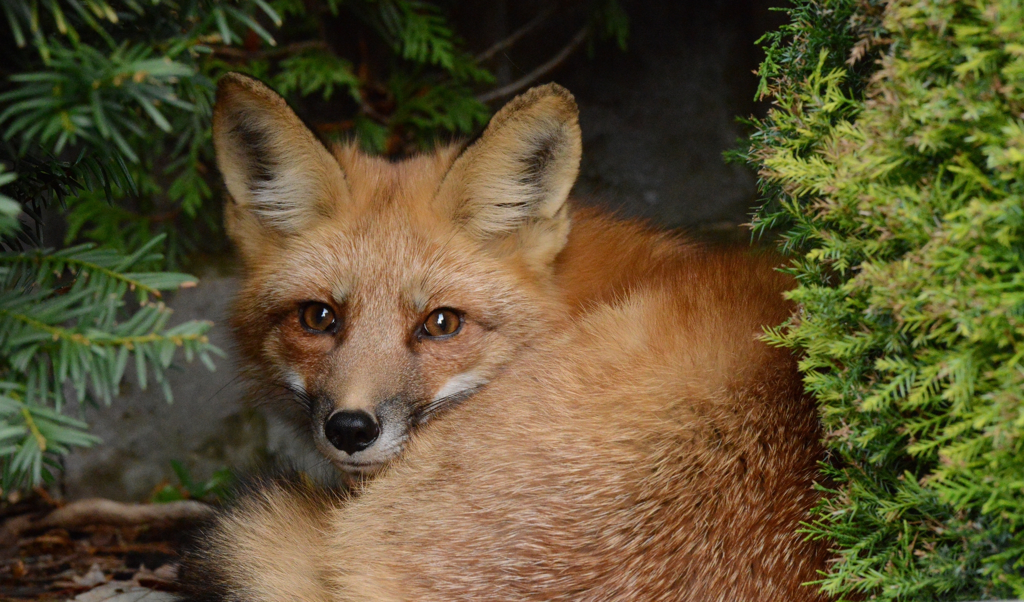 Laden Sie das Bush, Sitzen, Ein Fuchs, Tiere, Flauschige, Fuchs-Bild kostenlos auf Ihren PC-Desktop herunter