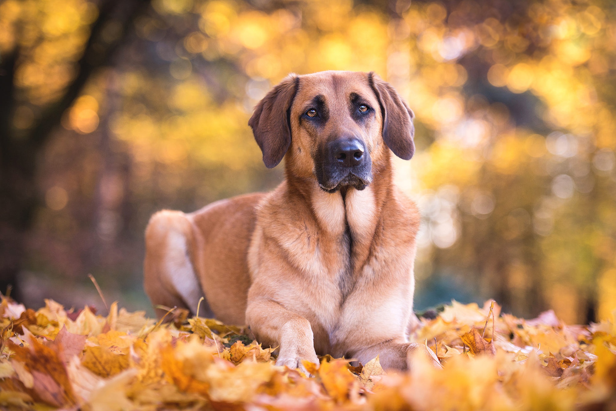 Download mobile wallpaper Dogs, Dog, Fall, Animal, Bokeh, Depth Of Field for free.
