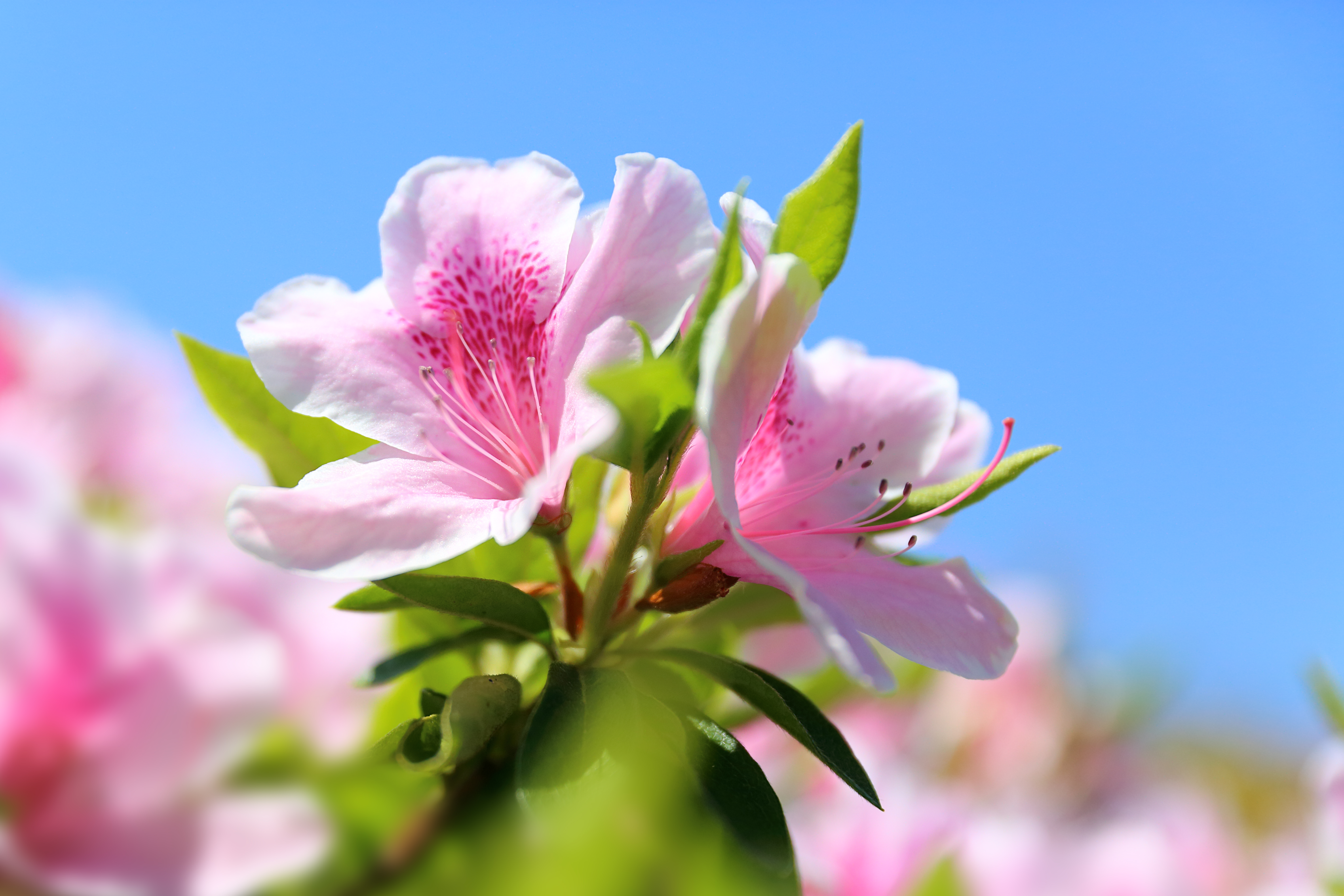 357916 télécharger l'image printemps, terre/nature, rhododendron, fleur, macro, pétale, fleurs - fonds d'écran et économiseurs d'écran gratuits