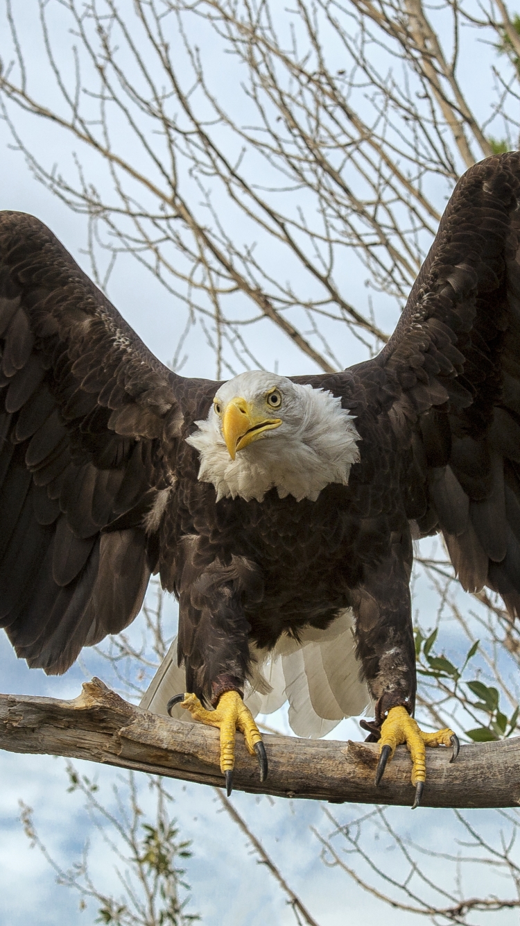 Download mobile wallpaper Birds, Bird, Branch, Animal, Eagle, Bald Eagle for free.