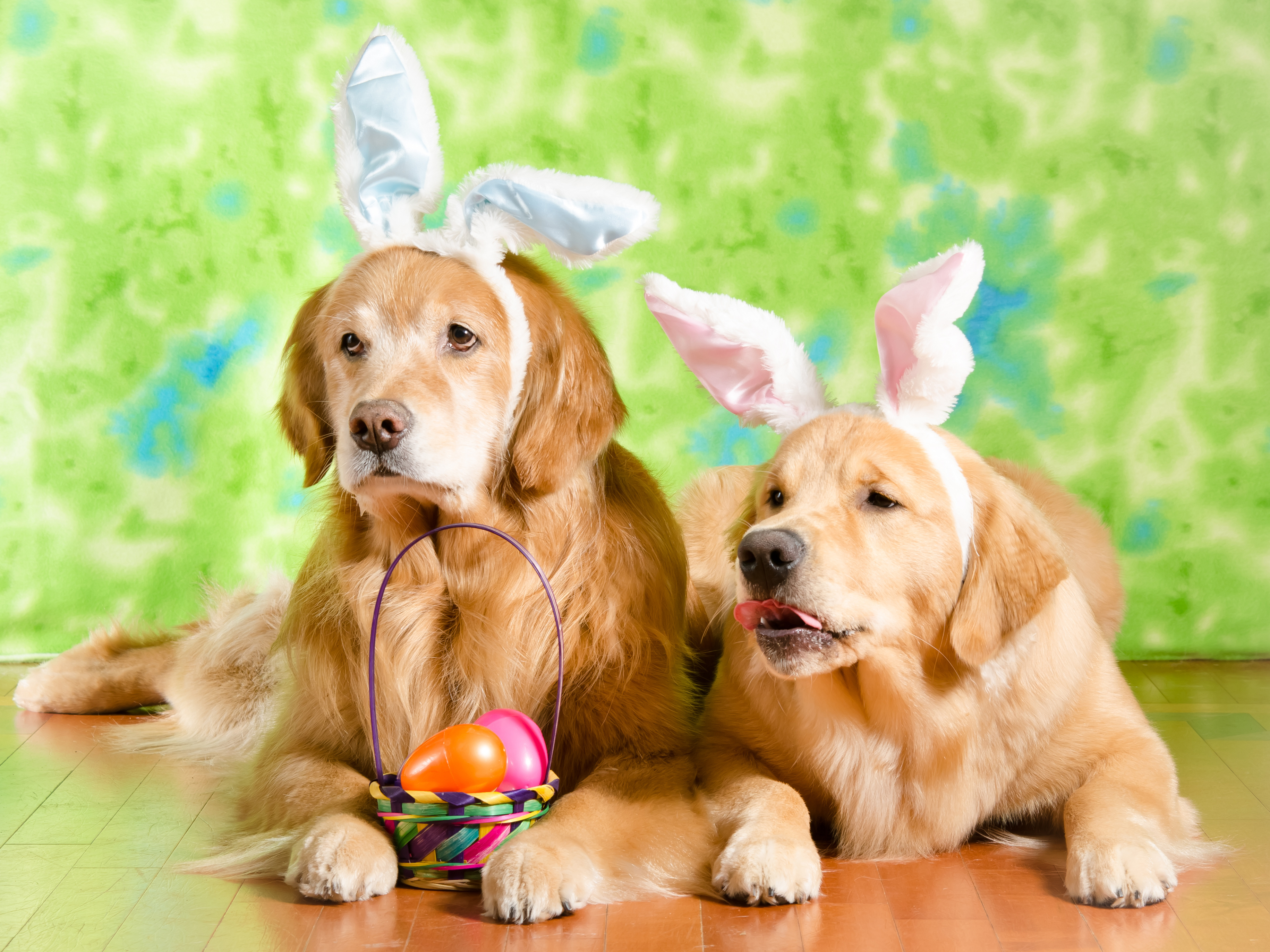 Download mobile wallpaper Dogs, Easter, Dog, Animal, Golden Retriever for free.