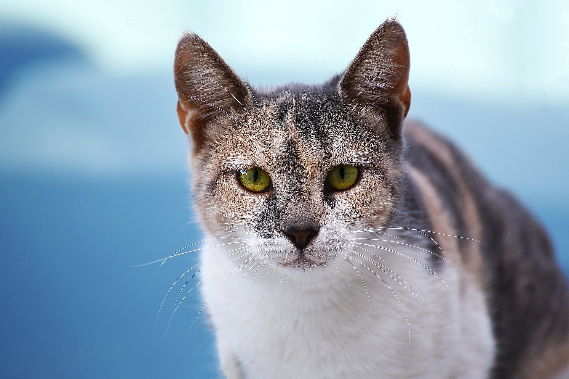 無料モバイル壁紙動物, ネコ, 猫, 見詰めるをダウンロードします。