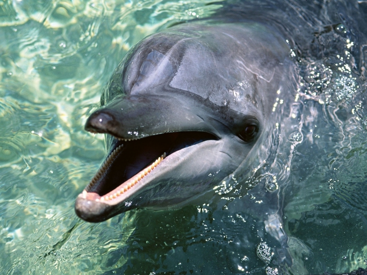Laden Sie das Tiere, Delfine-Bild kostenlos auf Ihren PC-Desktop herunter