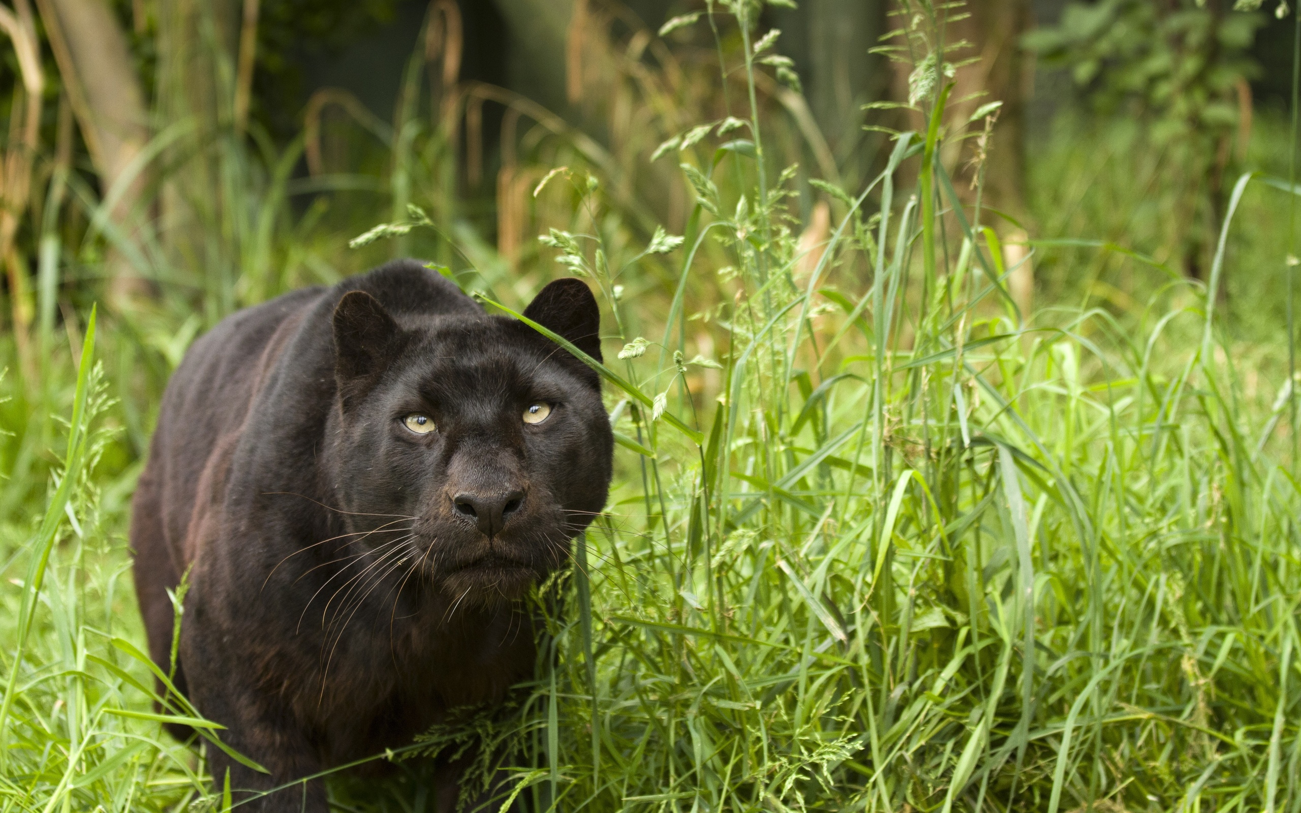 Free download wallpaper Cats, Animal, Black Panther on your PC desktop