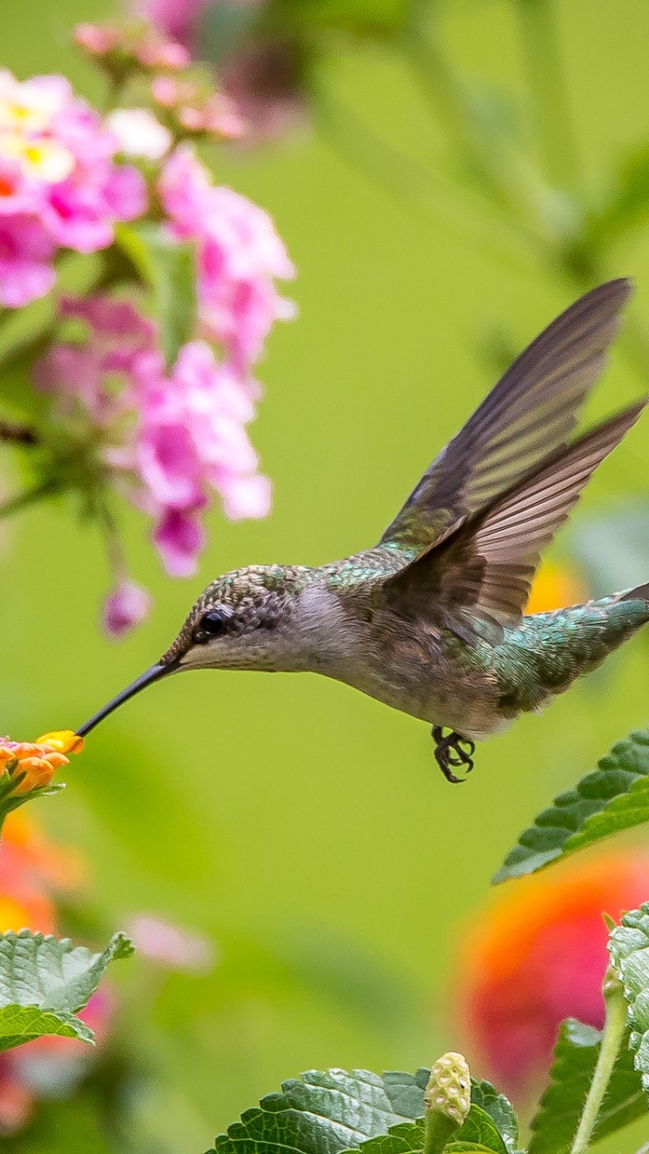 無料モバイル壁紙動物, 鳥, 花, 閉じる, ハチドリをダウンロードします。