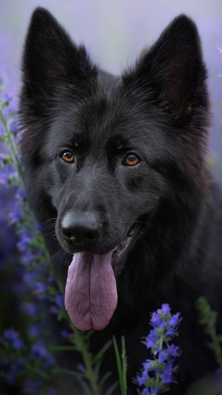 Download mobile wallpaper Dogs, Flower, Dog, Animal, German Shepherd for free.