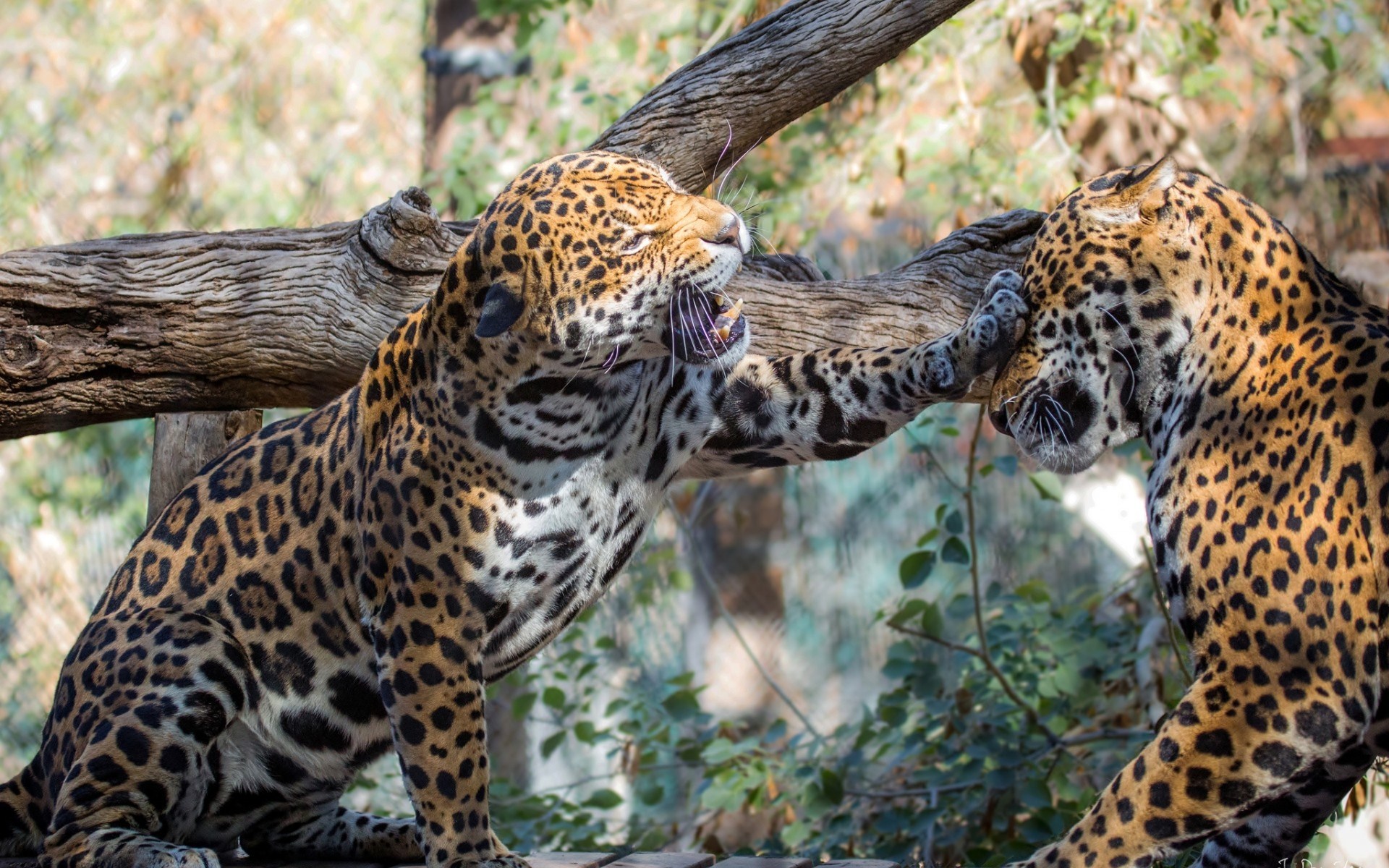 Baixe gratuitamente a imagem Animais, Onça Pintada na área de trabalho do seu PC