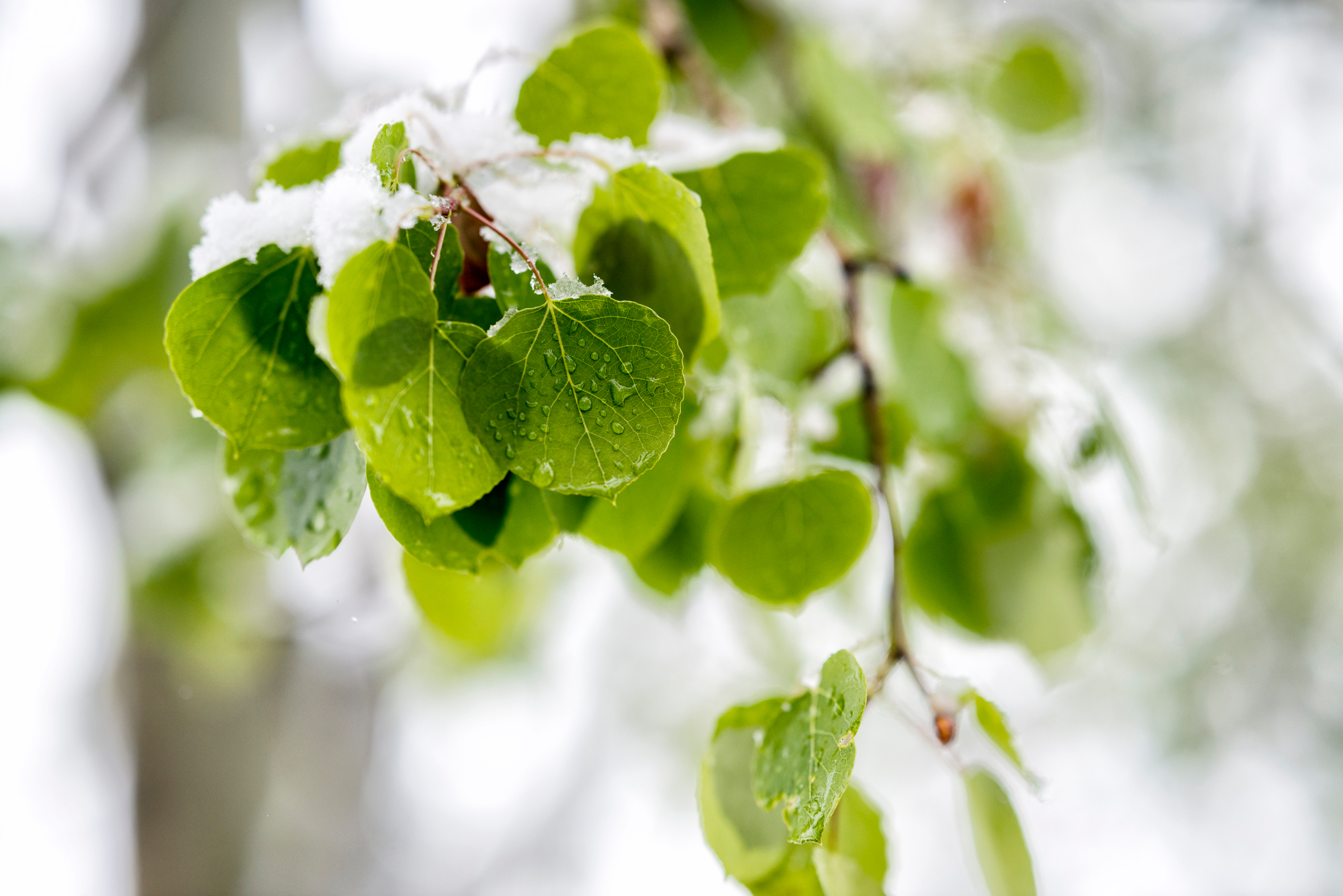 Baixe gratuitamente a imagem Natureza, Neve, Árvore, Galho, Ramo, Folhas, Madeira na área de trabalho do seu PC