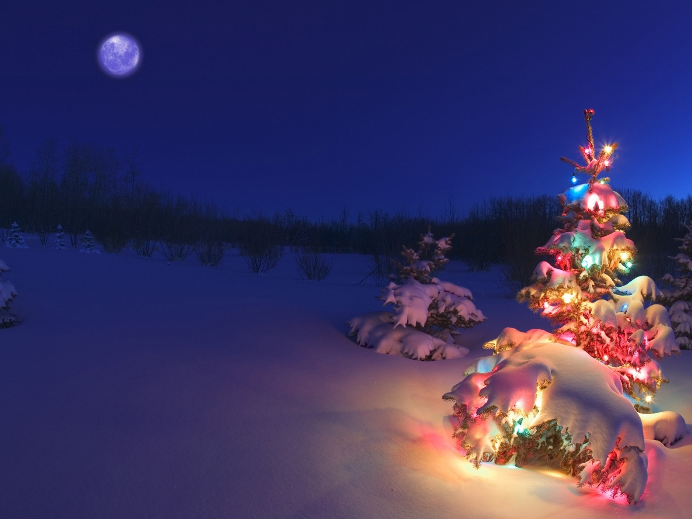 holidays, new year, snow, fir trees, blue