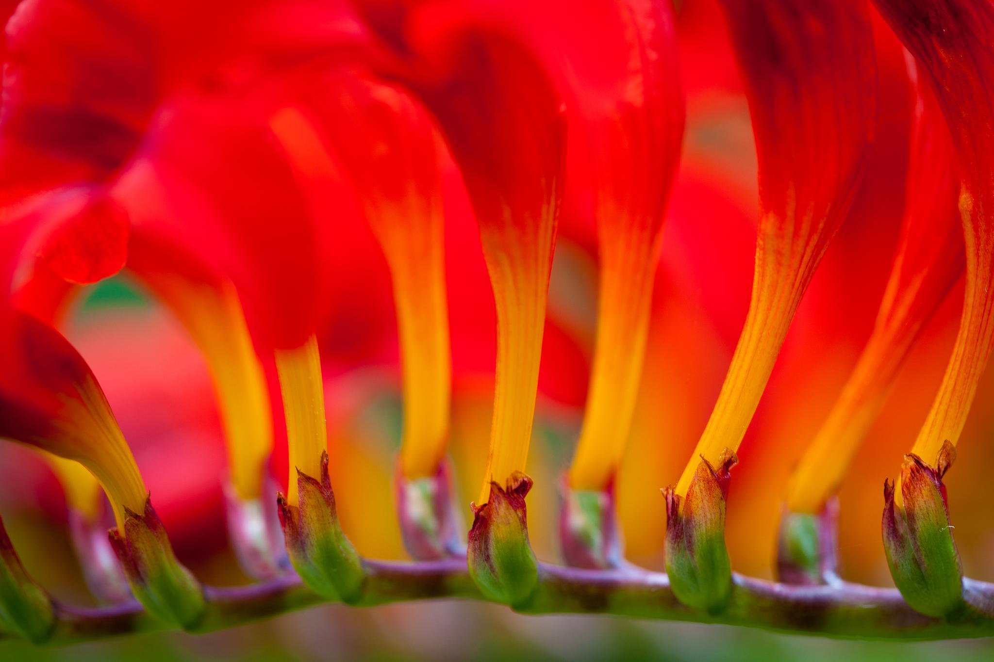 Téléchargez gratuitement l'image Fleurs, Fleur, Macro, La Nature, Terre/nature sur le bureau de votre PC