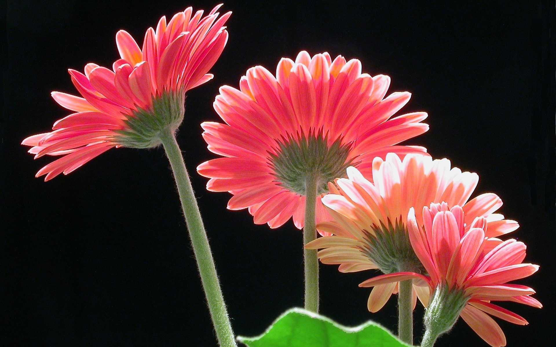 Handy-Wallpaper Blumen, Gerbera, Blume, Nahansicht, Erde/natur, Pinke Blume kostenlos herunterladen.