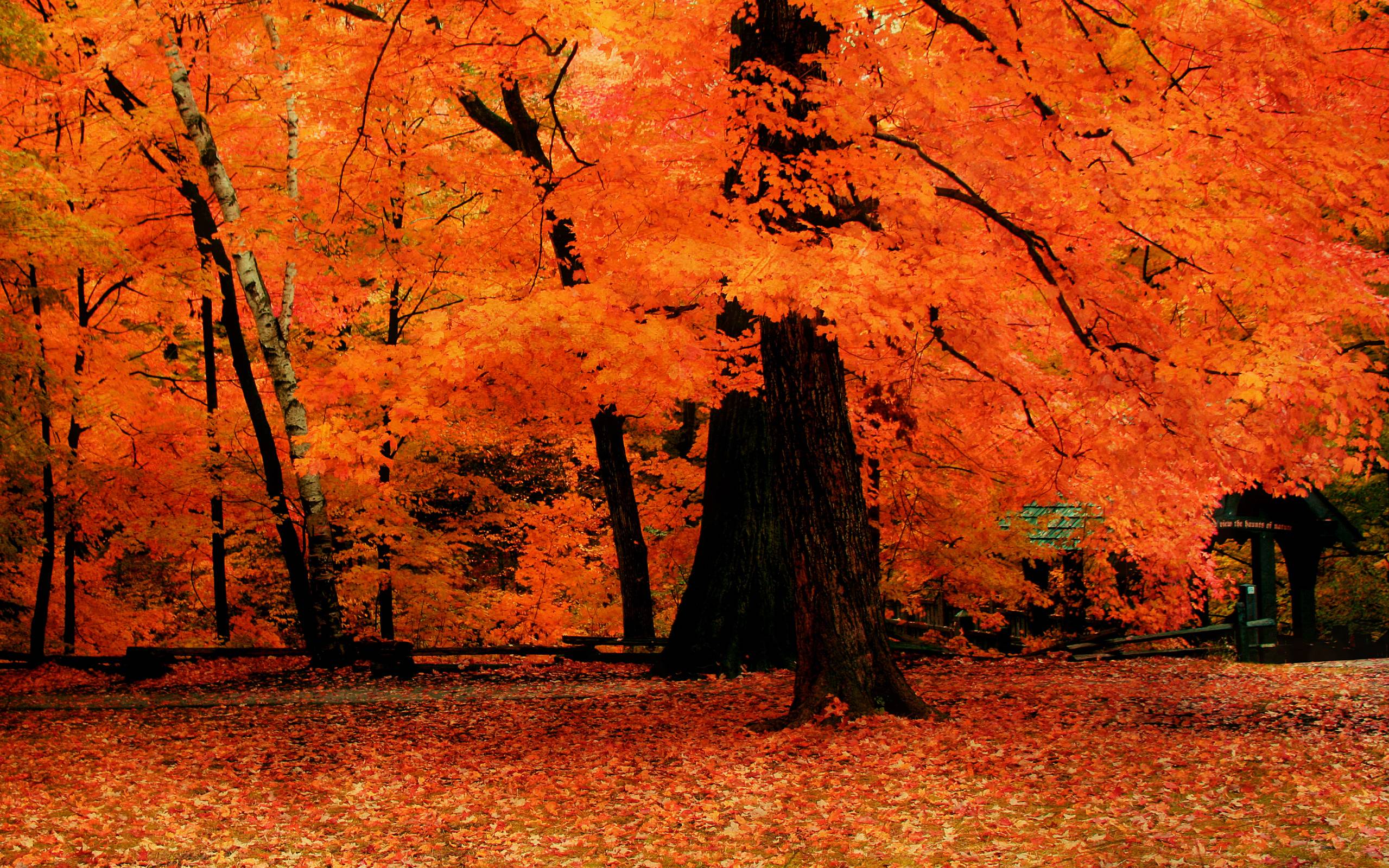 Handy-Wallpaper Herbst, Park, Baum, Fotografie, Orange Farbe) kostenlos herunterladen.