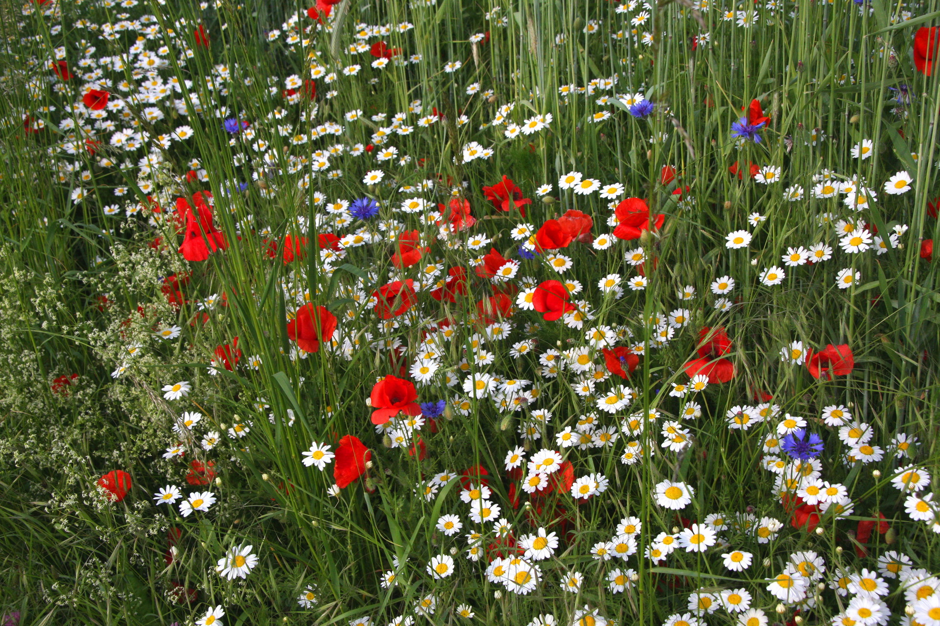 Téléchargez gratuitement l'image Fleurs, Fleur, Terre/nature sur le bureau de votre PC