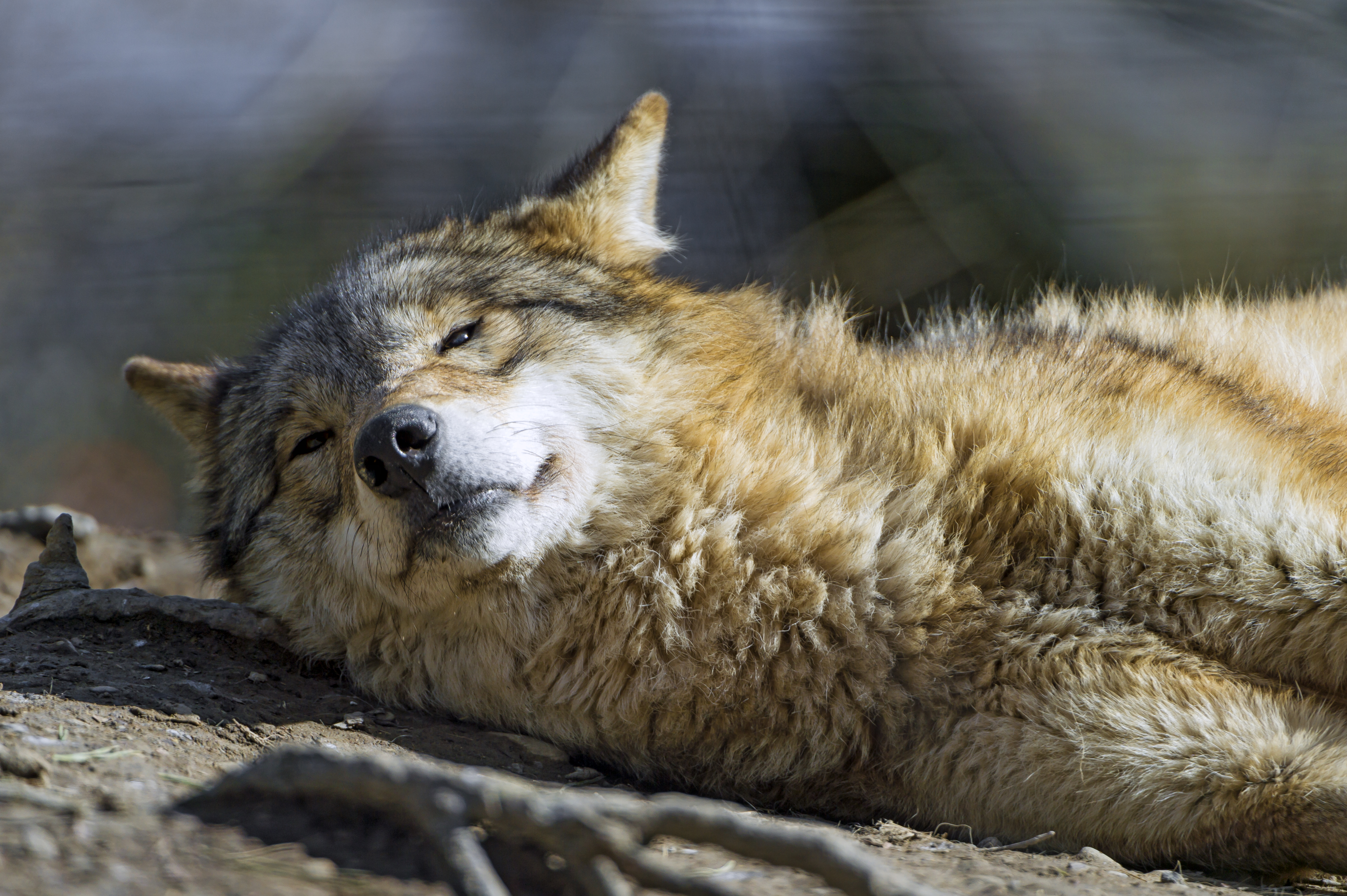 Descarga gratuita de fondo de pantalla para móvil de Acostada, Wolves, Lobo, Animales.