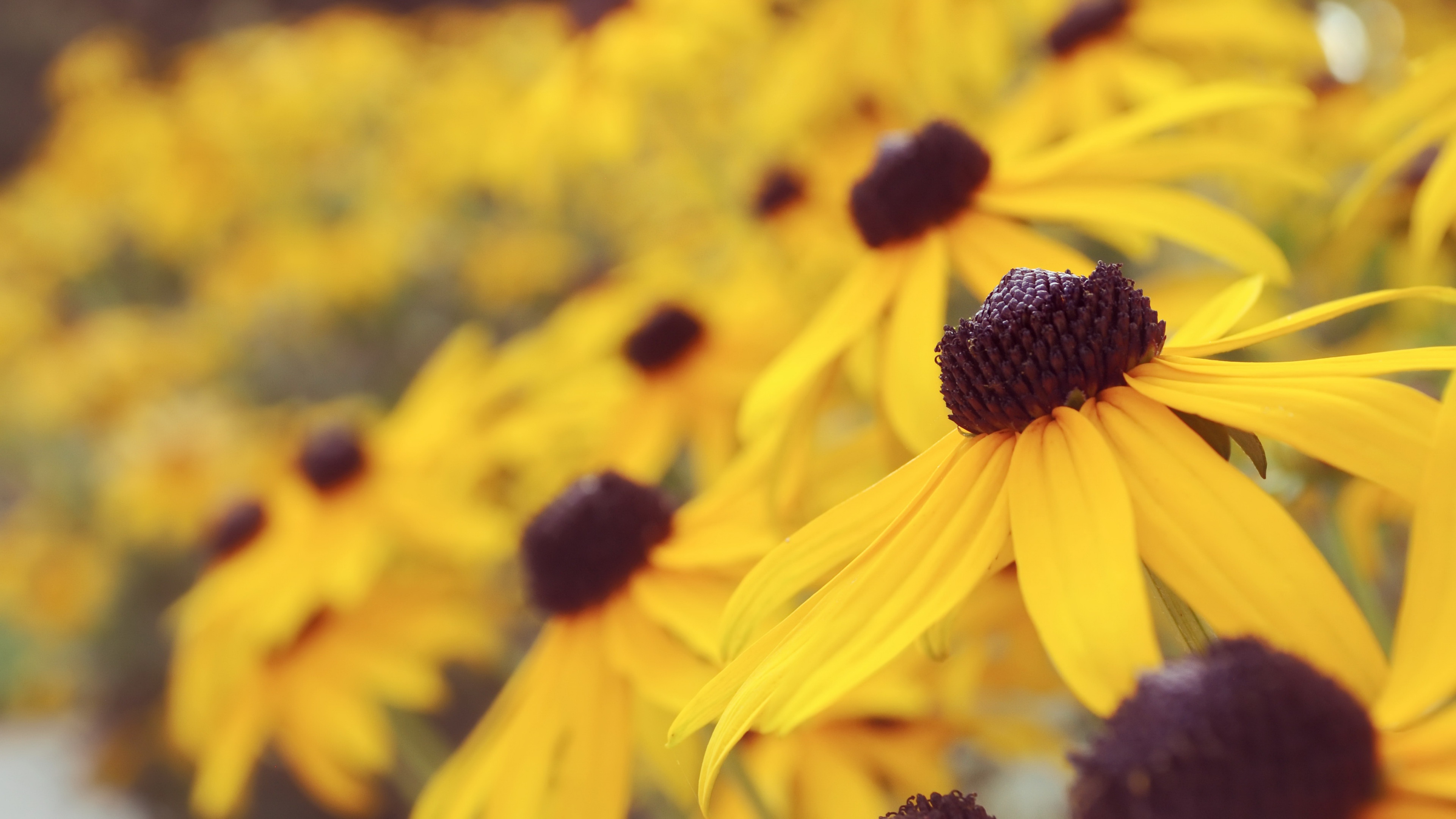 Download mobile wallpaper Flowers, Earth, Yellow Flower, Black Eyed Susan for free.