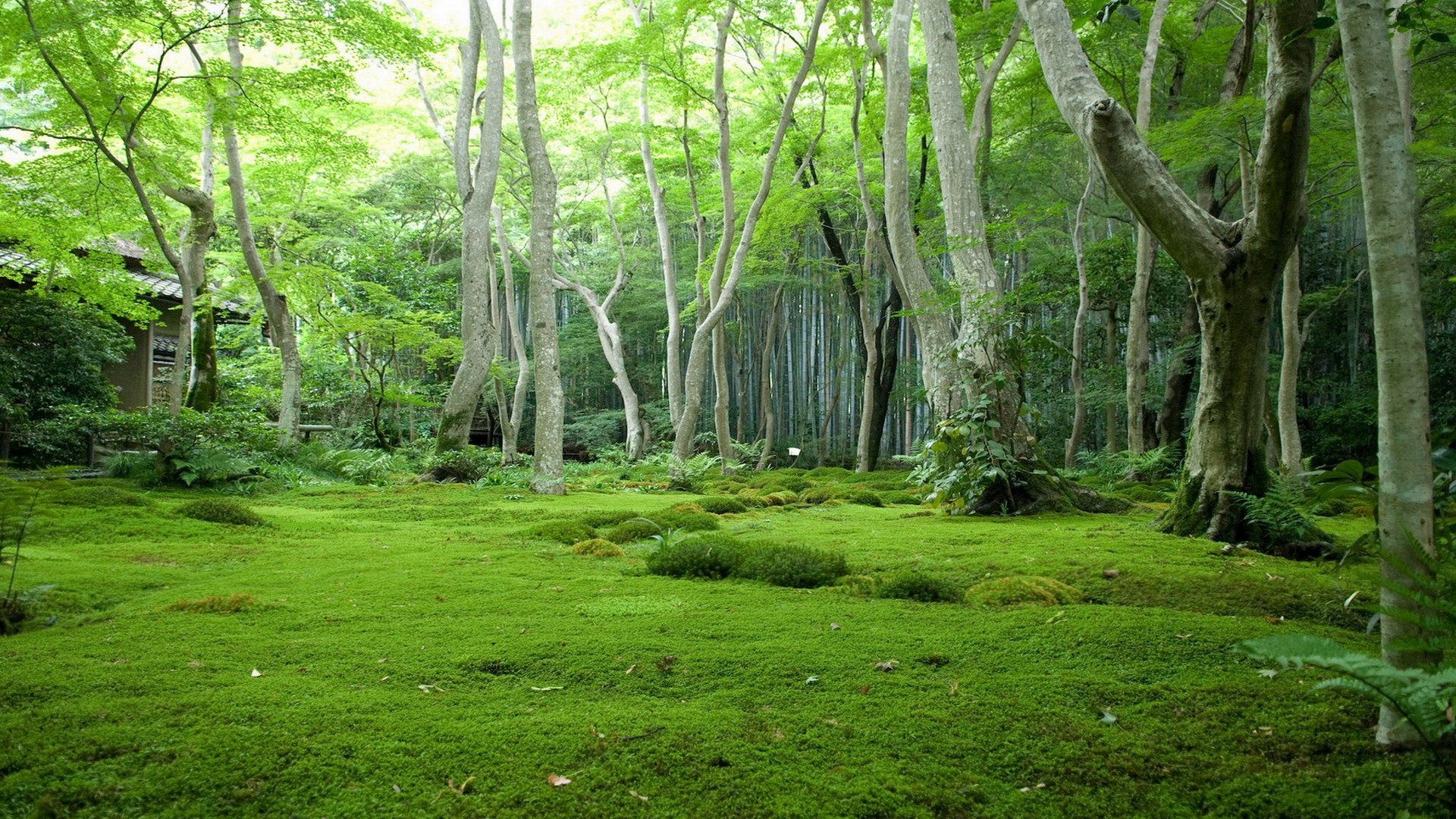 Descarga gratis la imagen Bosque, Tierra/naturaleza en el escritorio de tu PC