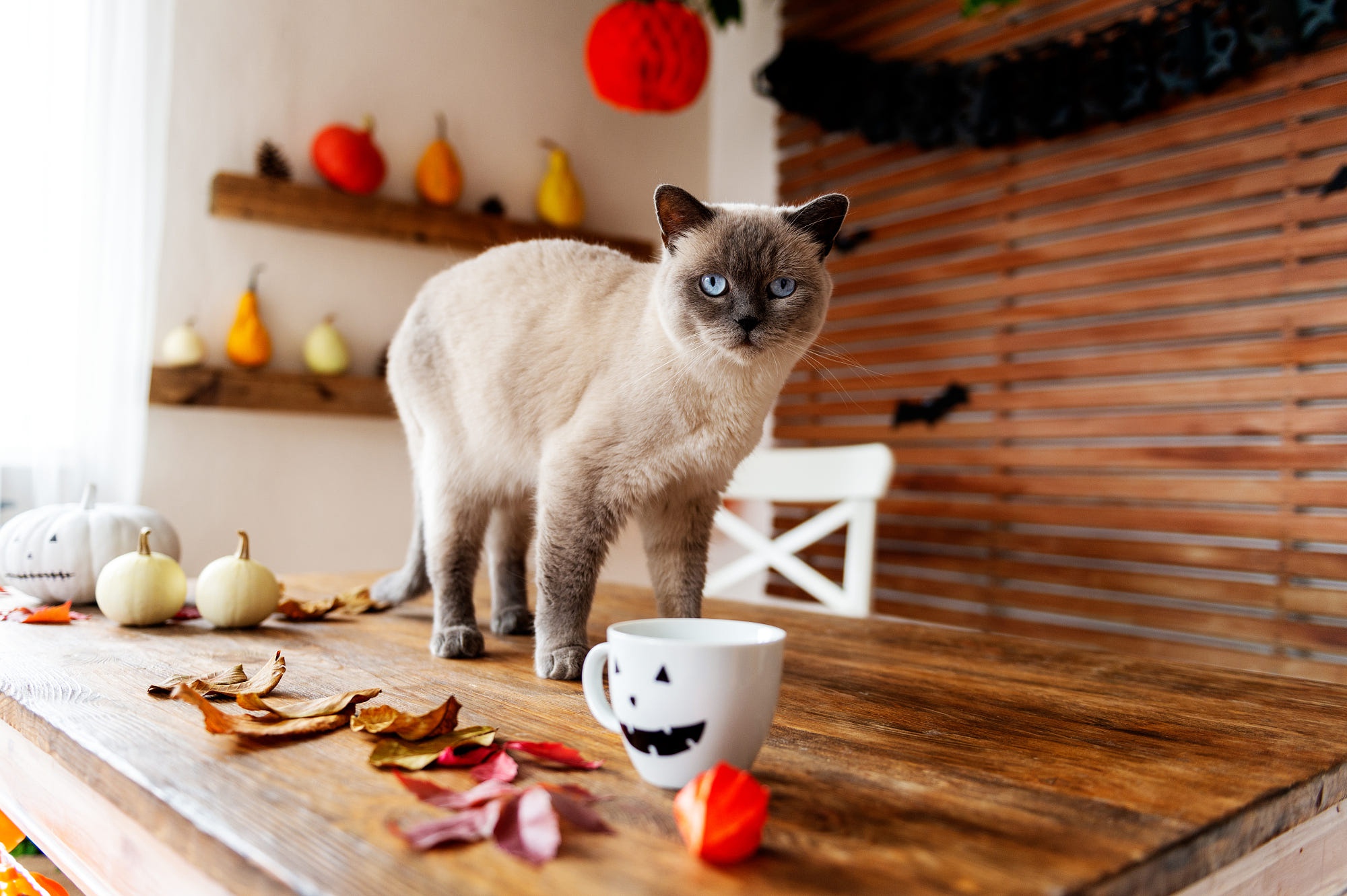 Завантажити шпалери безкоштовно Тварина, Коти, Сіамська Кішка картинка на робочий стіл ПК