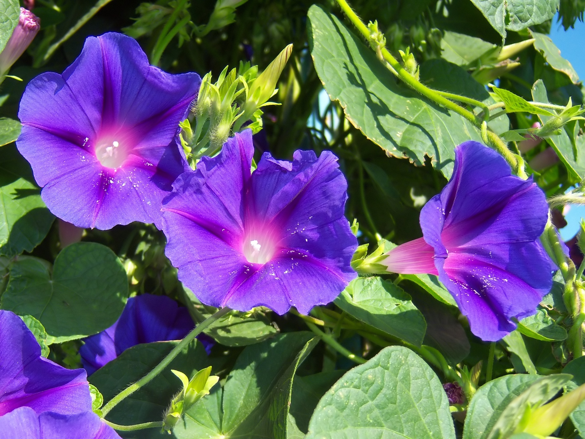 Descarga gratuita de fondo de pantalla para móvil de Flores, Flor, Tierra/naturaleza.