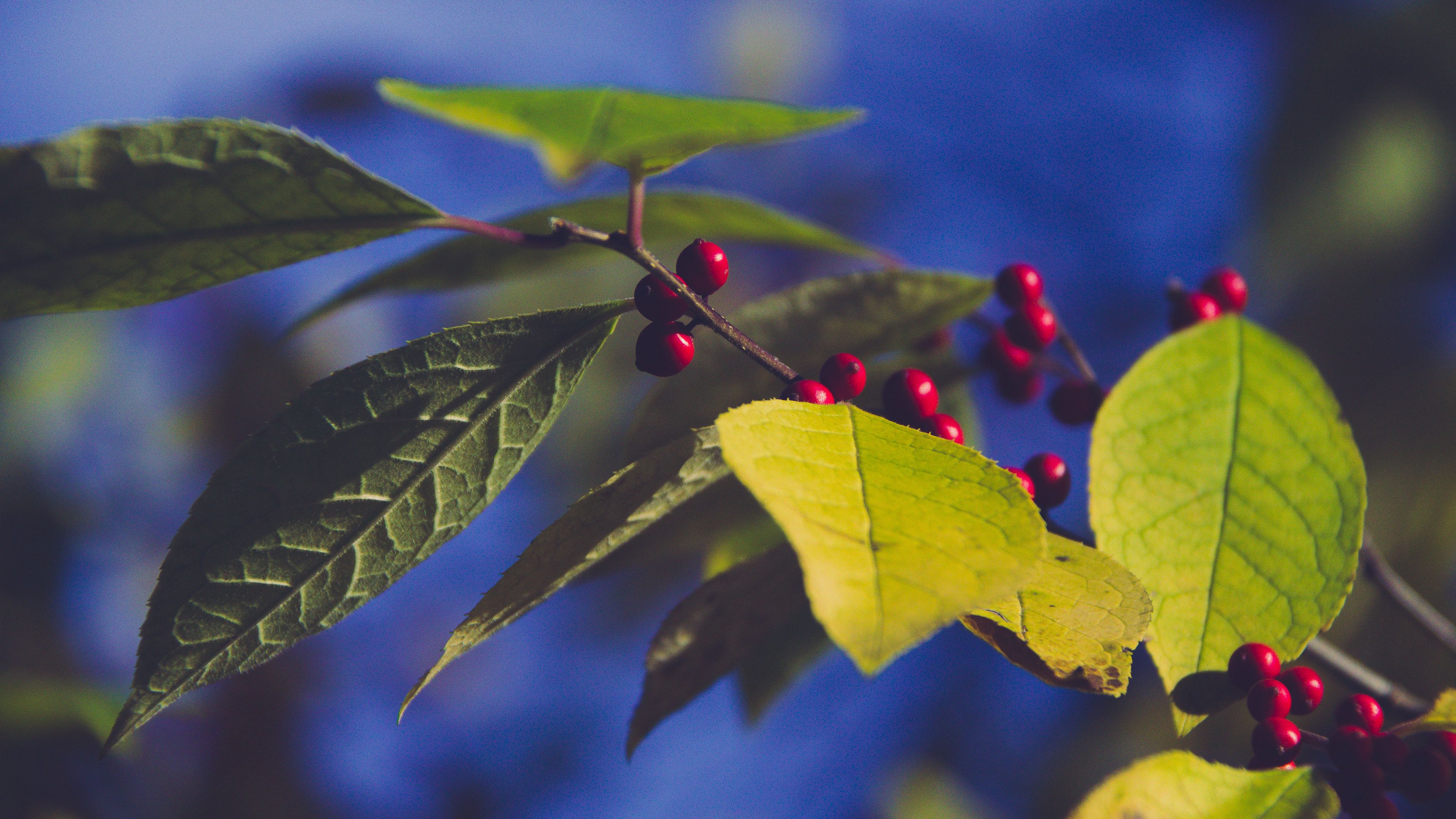 Laden Sie das Natur, Berries, Blätter, Ast, Zweig-Bild kostenlos auf Ihren PC-Desktop herunter