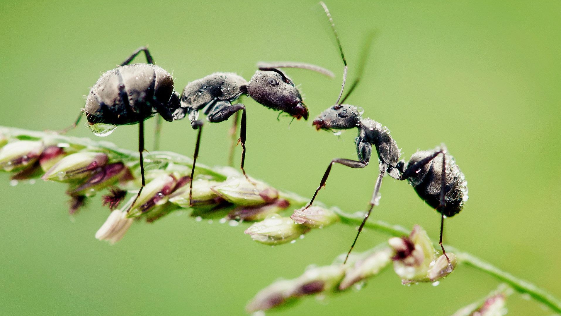 1491285 descargar imagen macro, animales, hormiga, insecto: fondos de pantalla y protectores de pantalla gratis
