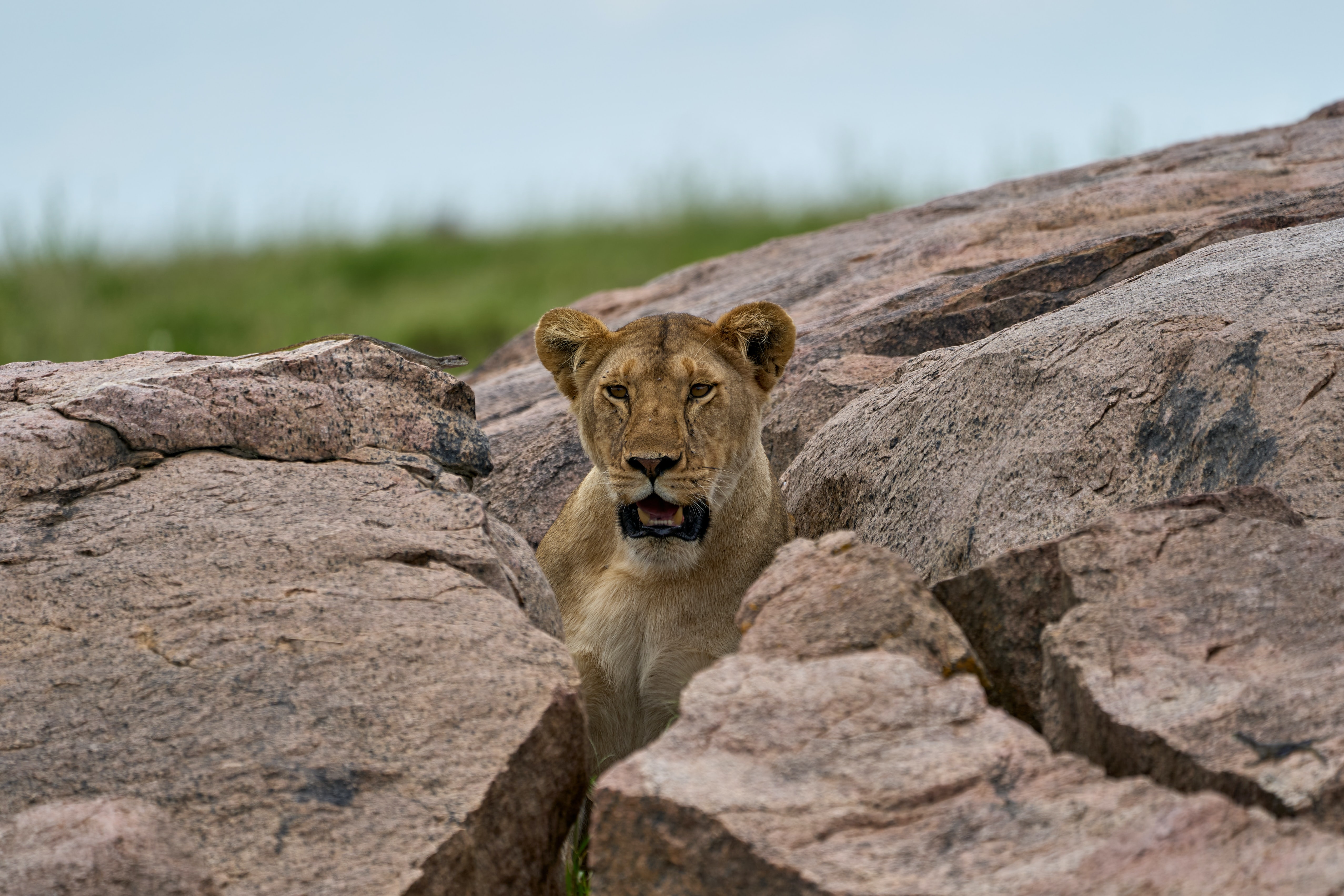 118569 baixar imagens animais, pedras, predator, predador, leoa, animais selvagens, vida selvagem - papéis de parede e protetores de tela gratuitamente