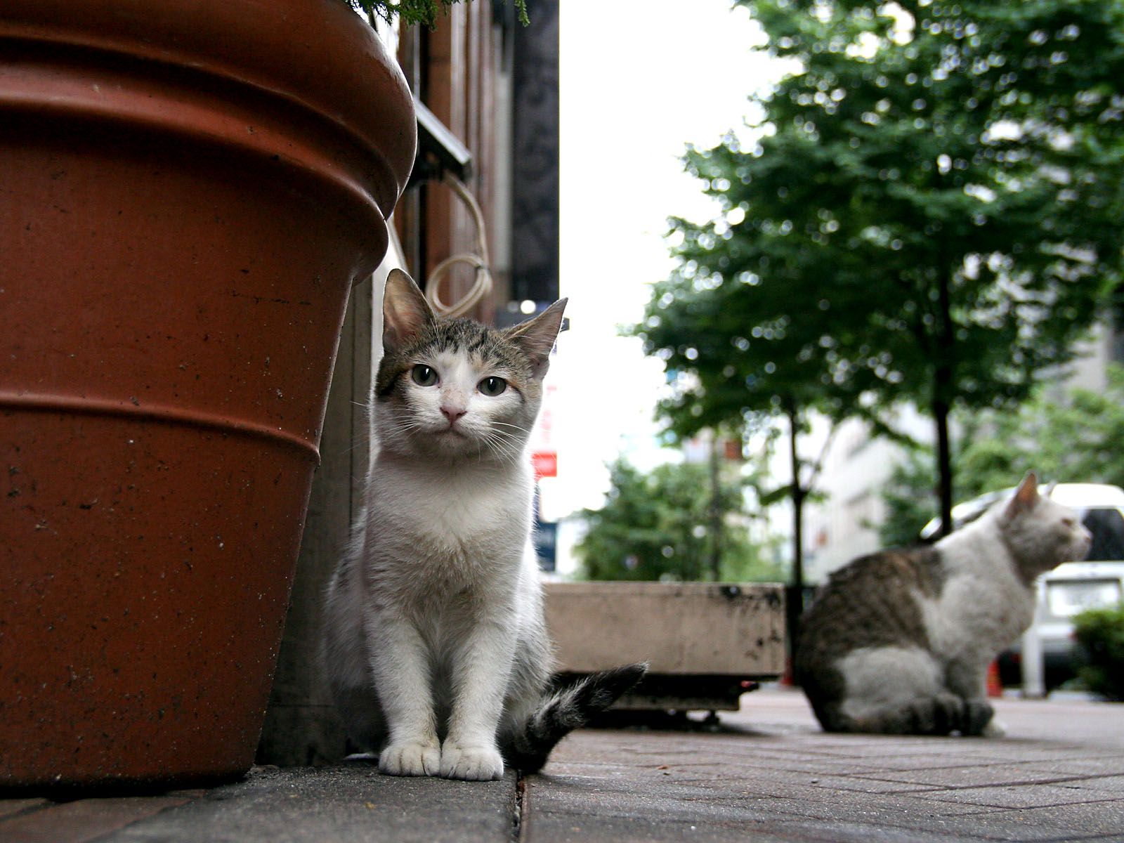 Handy-Wallpaper Katze, Katzen, Tiere kostenlos herunterladen.