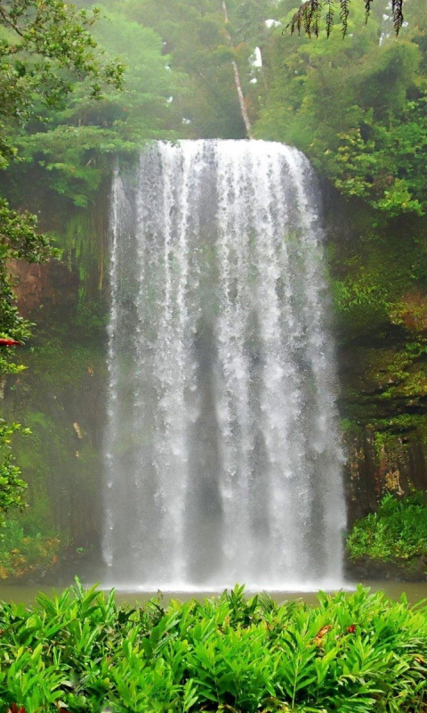 Handy-Wallpaper Wasserfälle, Blume, Wasserfall, Wald, Erde, Tropisch, Erde/natur kostenlos herunterladen.