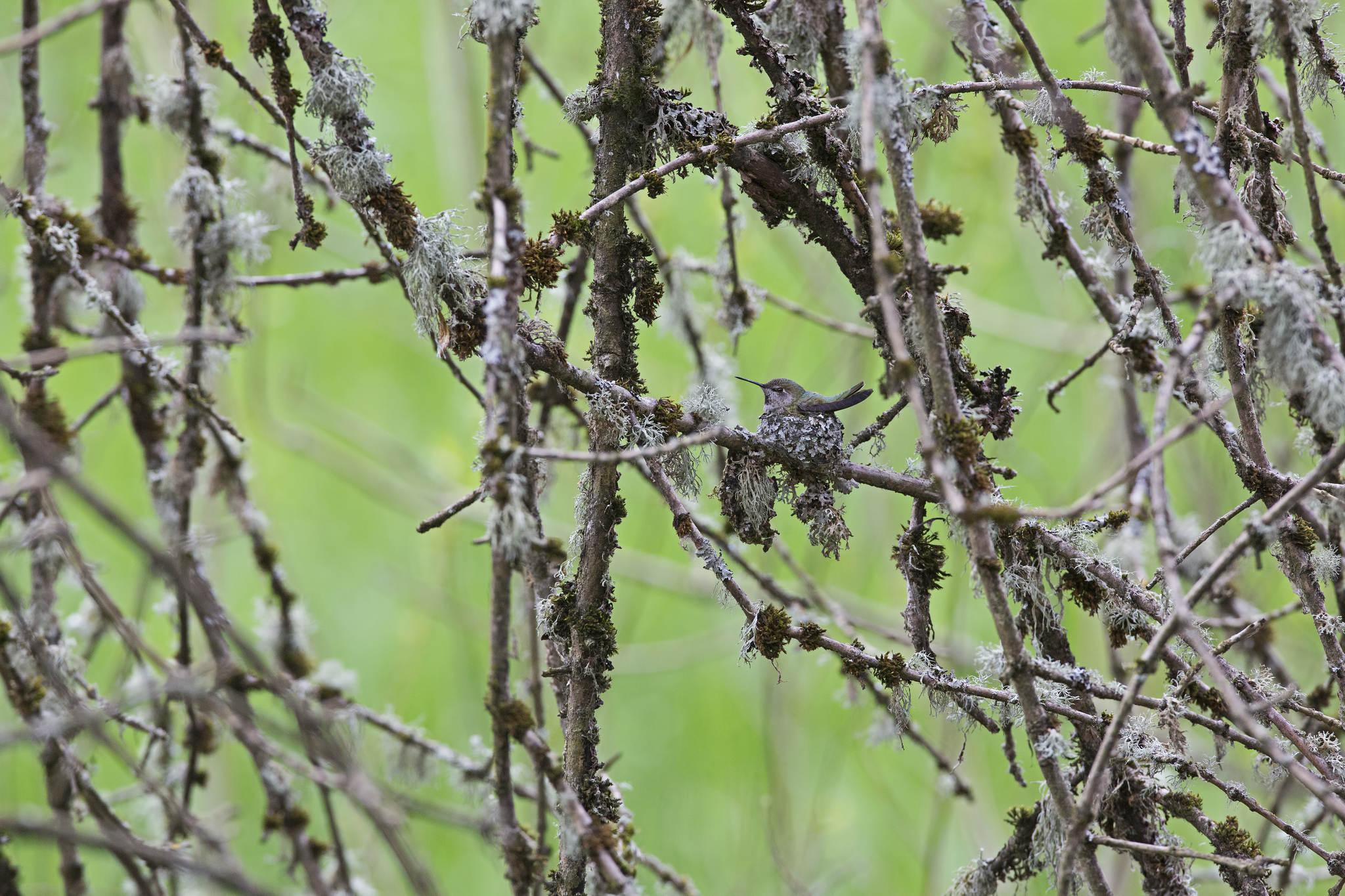 Laden Sie das Vogel, Vögel, Tiere-Bild kostenlos auf Ihren PC-Desktop herunter