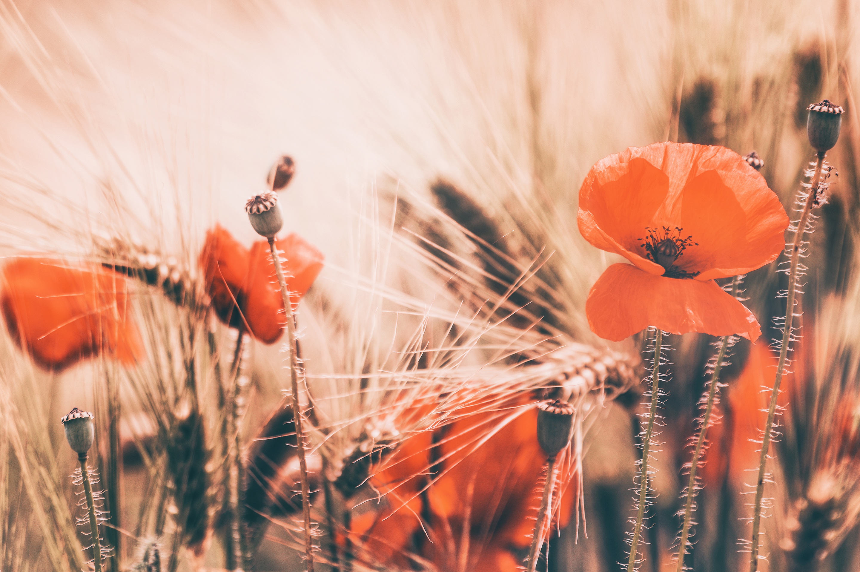 Handy-Wallpaper Natur, Blumen, Mohn, Sommer, Blume, Nahansicht, Rote Blume, Erde/natur kostenlos herunterladen.