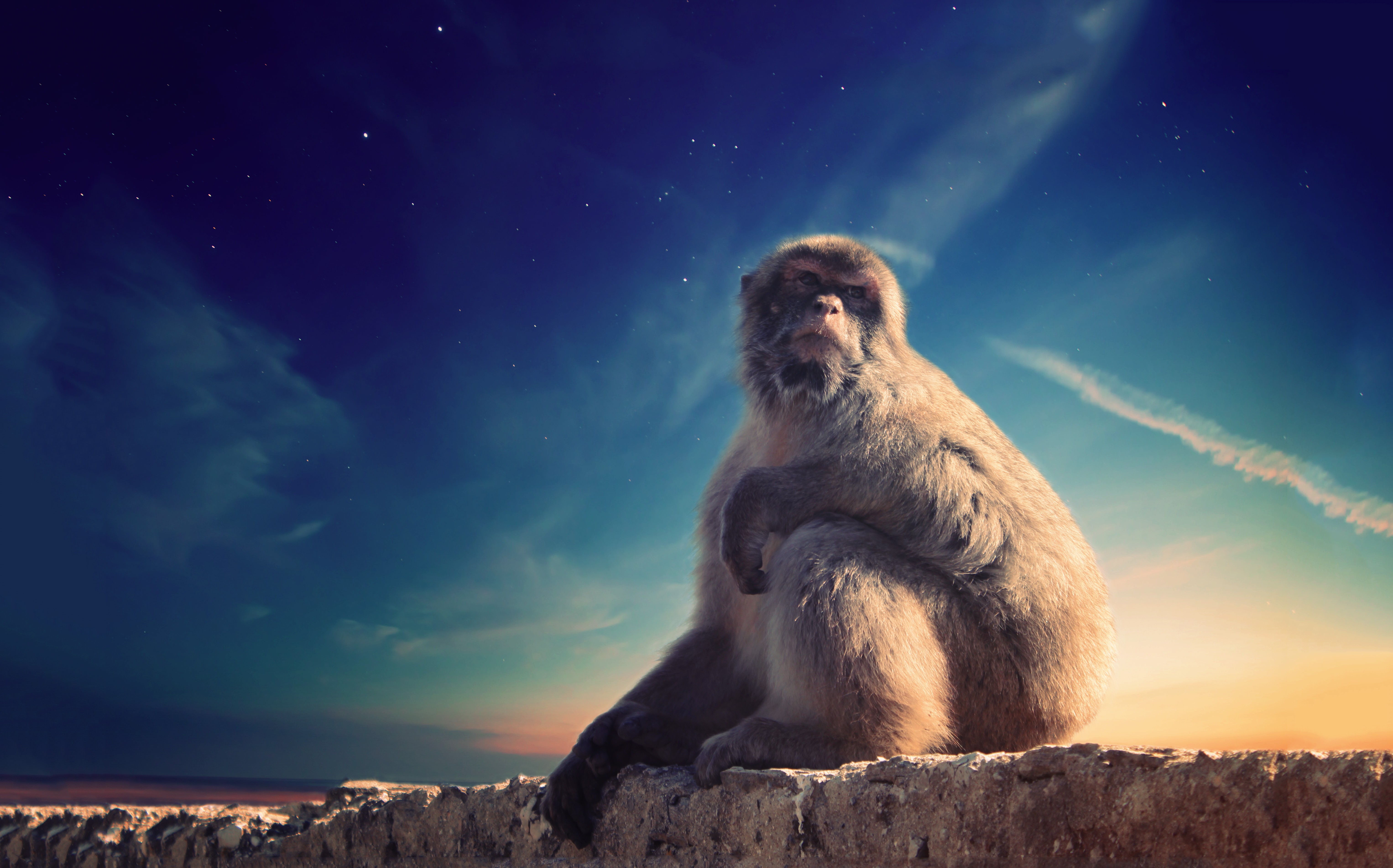 Free download wallpaper Monkeys, Monkey, Animal on your PC desktop