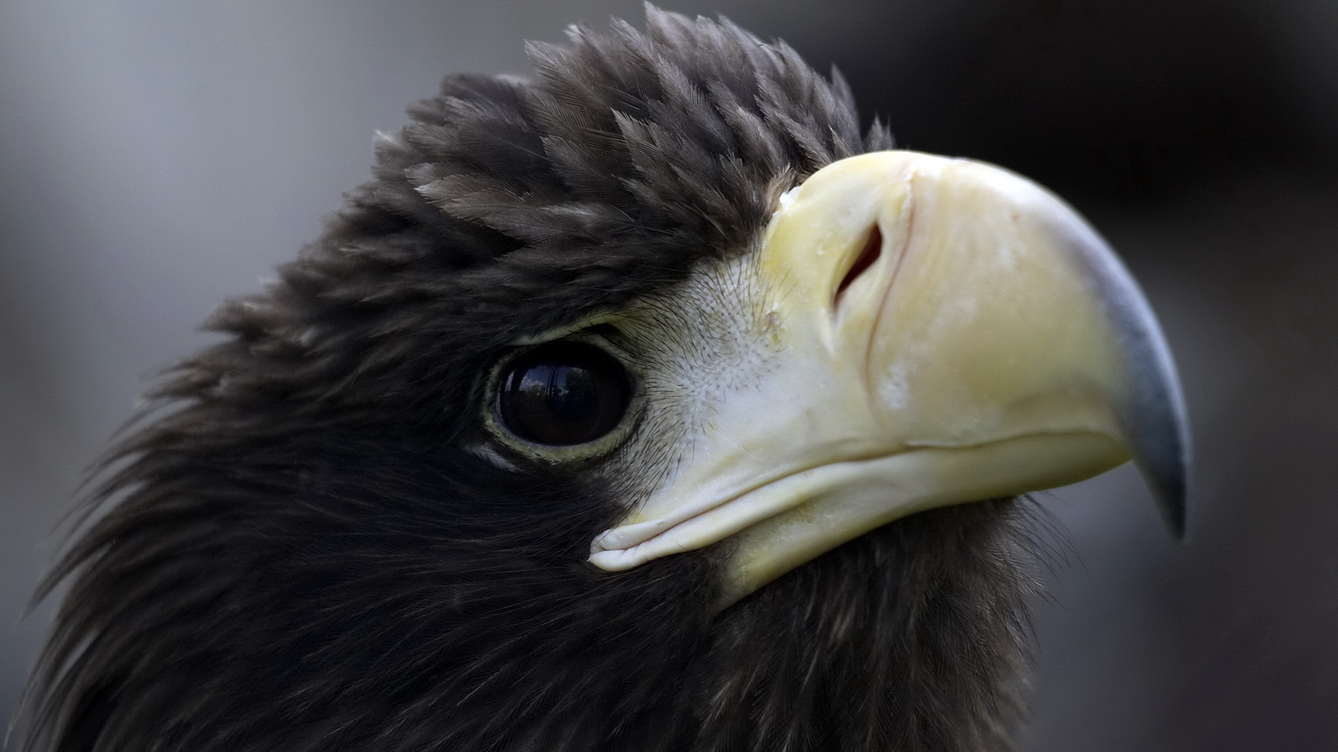 357349 Protetores de tela e papéis de parede Águia Negra em seu telefone. Baixe  fotos gratuitamente