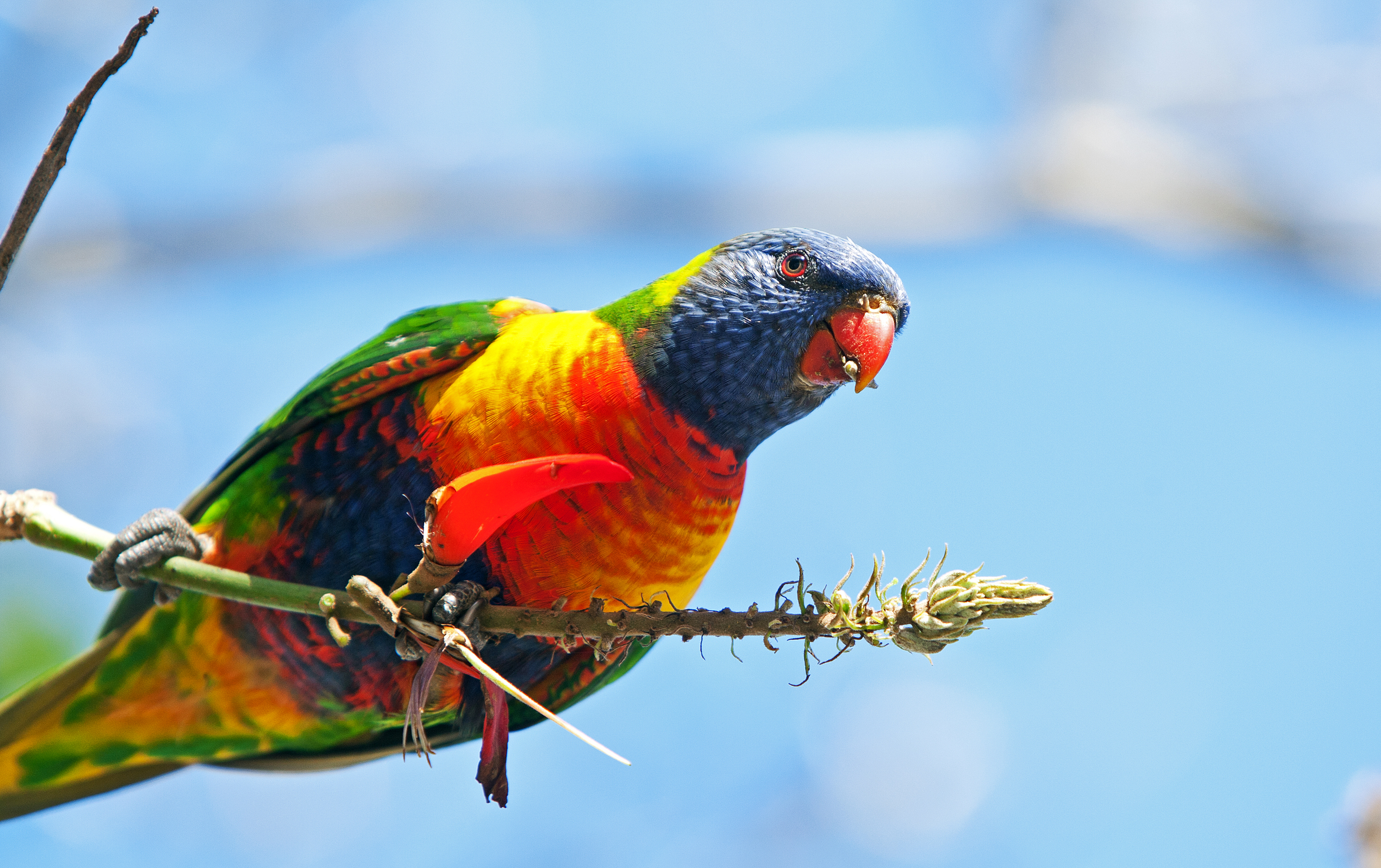 Download mobile wallpaper Birds, Bird, Animal, Parrot, Rainbow Lorikeet for free.