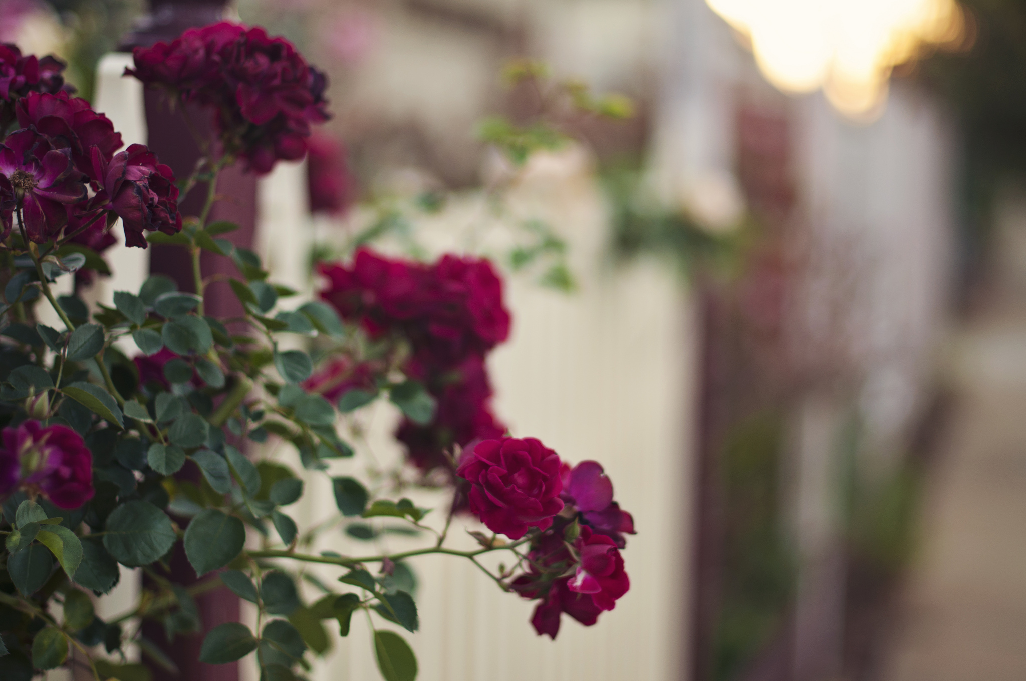 Baixar papel de parede para celular de Flores, Rosa, Flor, Terra/natureza, Arbusto De Rosas gratuito.