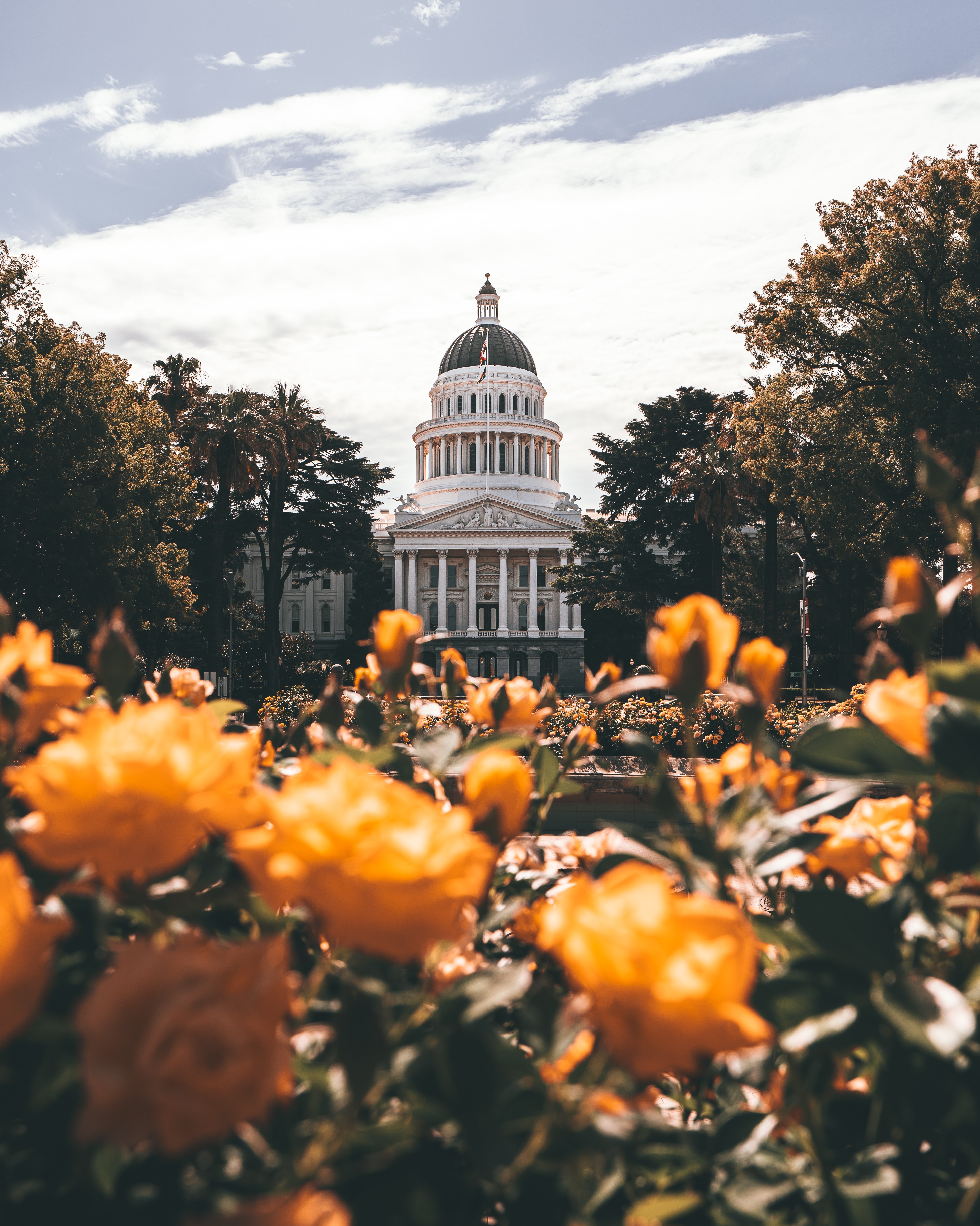 palace, cities, flowers, trees, architecture, building, dome