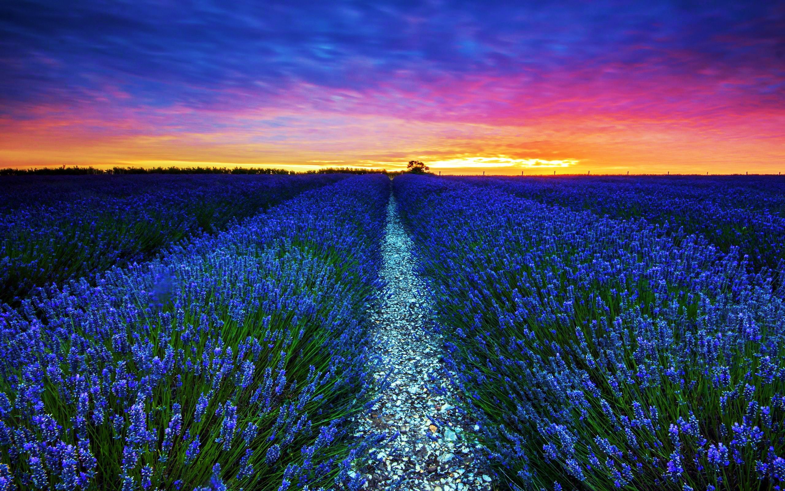 Baixar papel de parede para celular de Flores, Pôr Do Sol, Céu, Campo, Lavanda, Terra/natureza, Flor Azul gratuito.