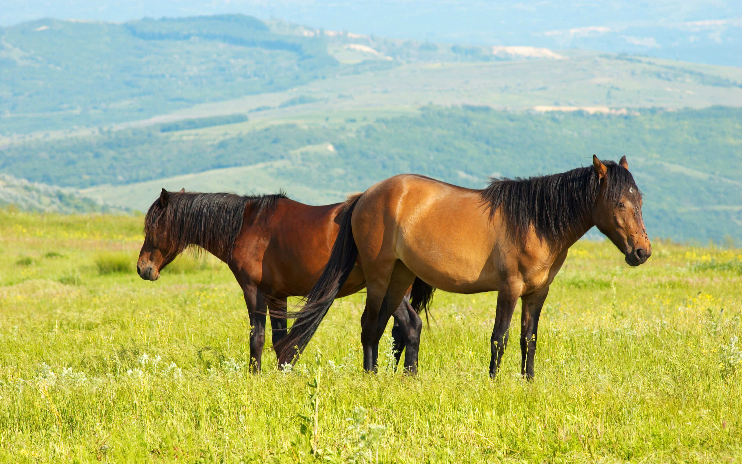 Laden Sie das Tiere, Hauspferd-Bild kostenlos auf Ihren PC-Desktop herunter