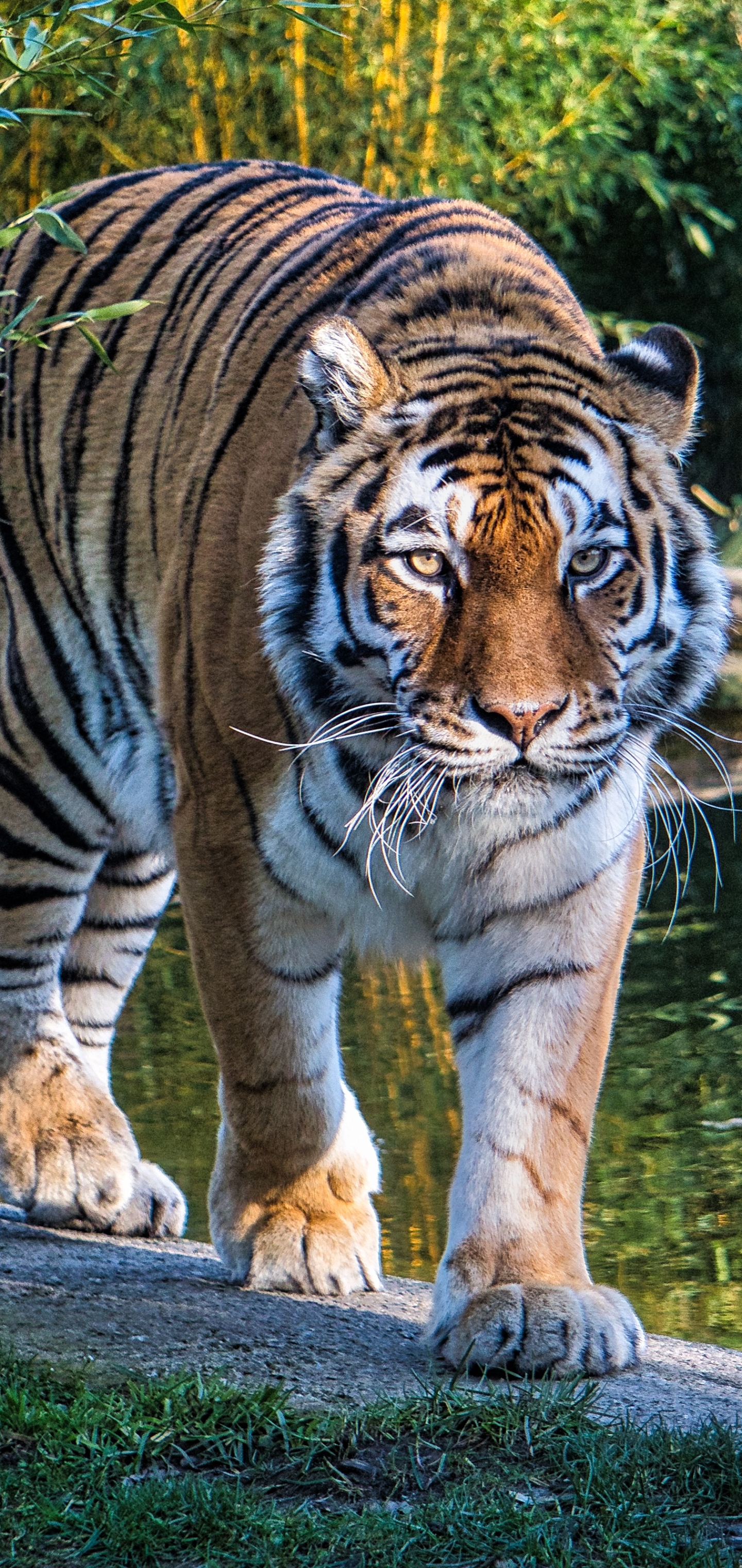 Завантажити шпалери безкоштовно Тигр, Тварина, Коти картинка на робочий стіл ПК